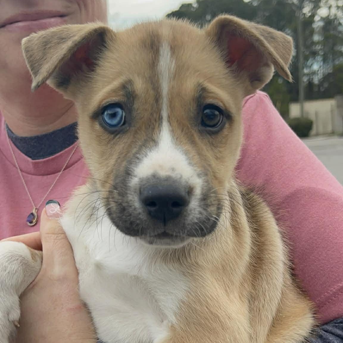 Crystal, ADOPTABLE, Young Female Husky & Shepherd.