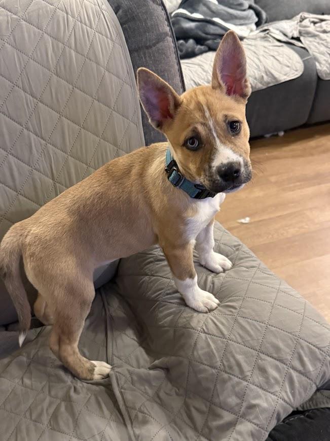 Crystal, ADOPTABLE, Young Female Husky & Shepherd.