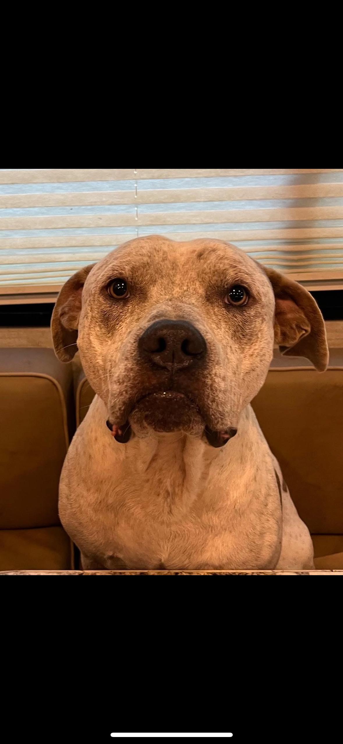 Budha, Adoptable, Adult Male Mixed Breed.