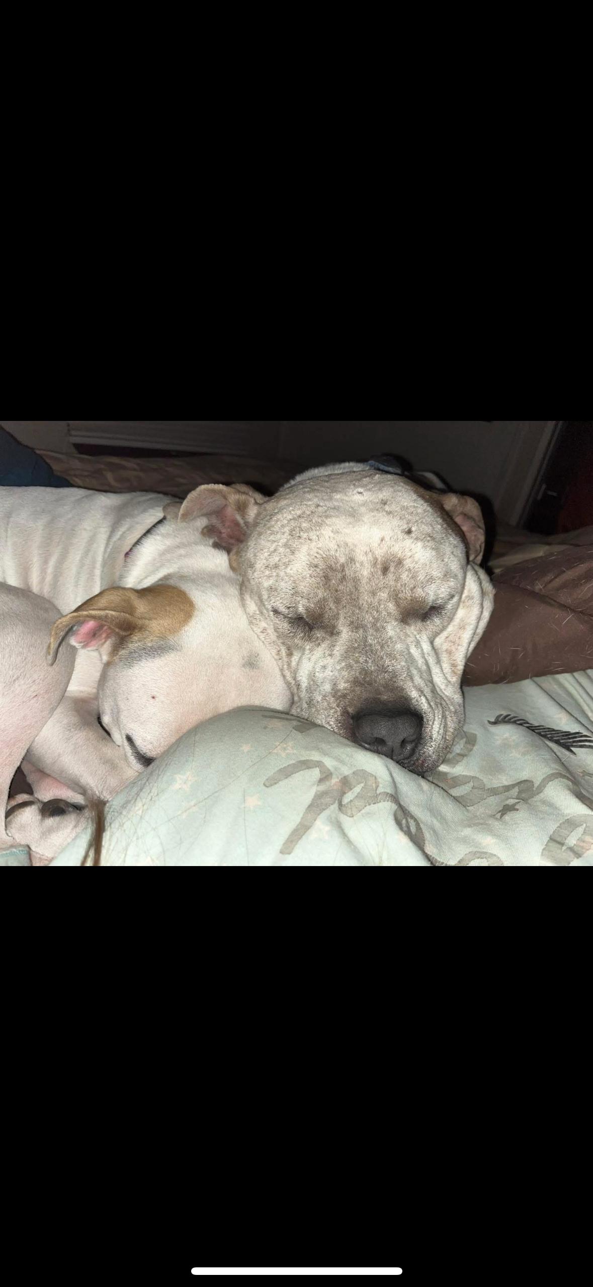 Enlarge Budha, a Adoptable Mixed Breed in Magnolia, TX image 2/3