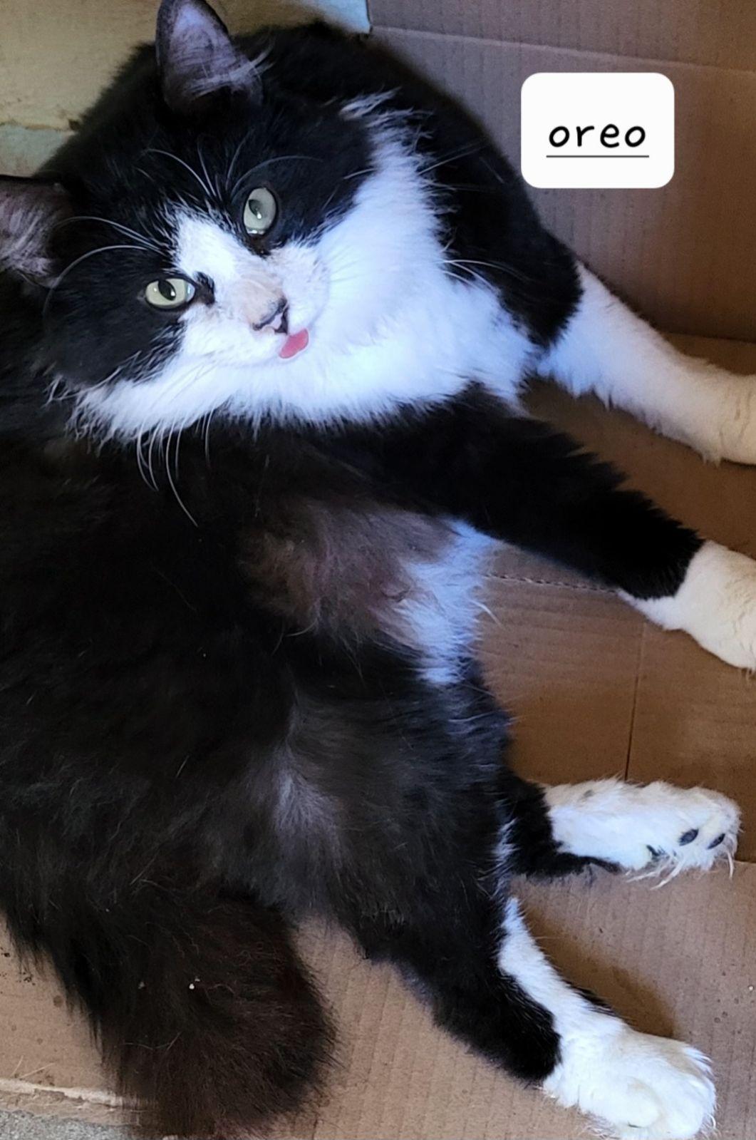 Enlarge Oreo, a Adopted Domestic Long Hair in AUBURNDALE, FL image 1/1