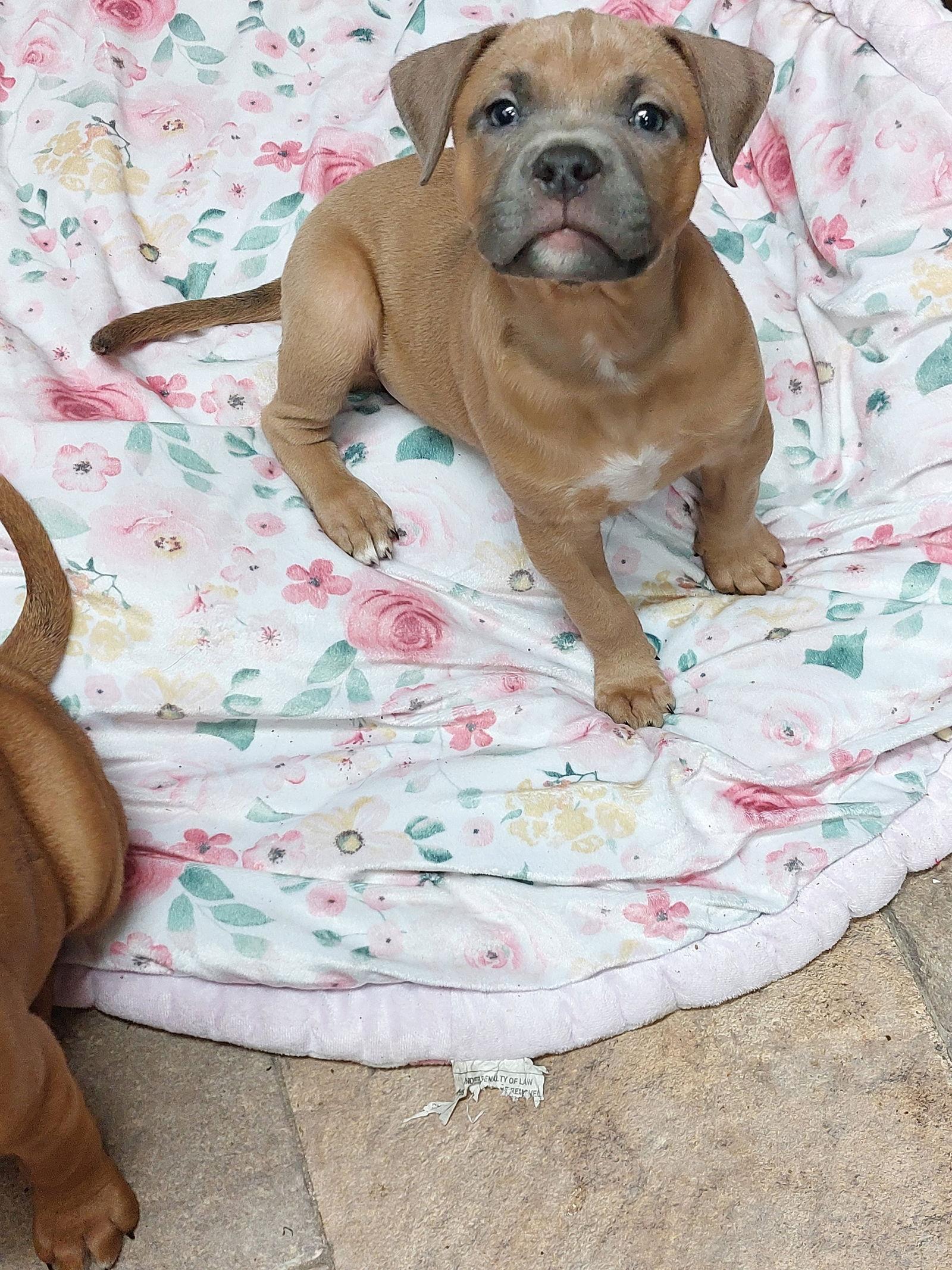 Kia, Adoptable, Puppy Female Boerboel & Boxer.