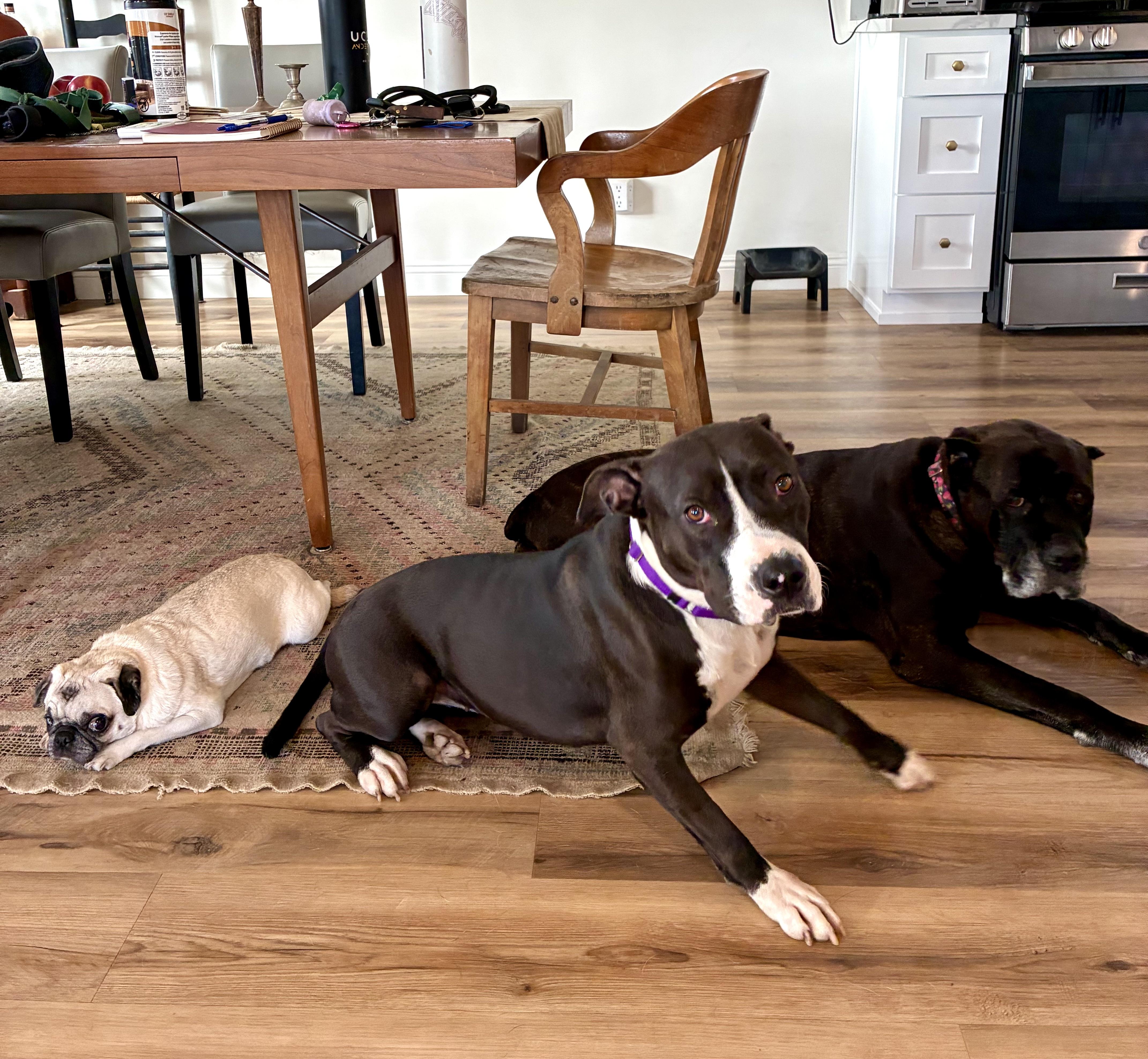 Enlarge Freya, a Adoptable mixed breed in Los Angeles, CA image 4/6