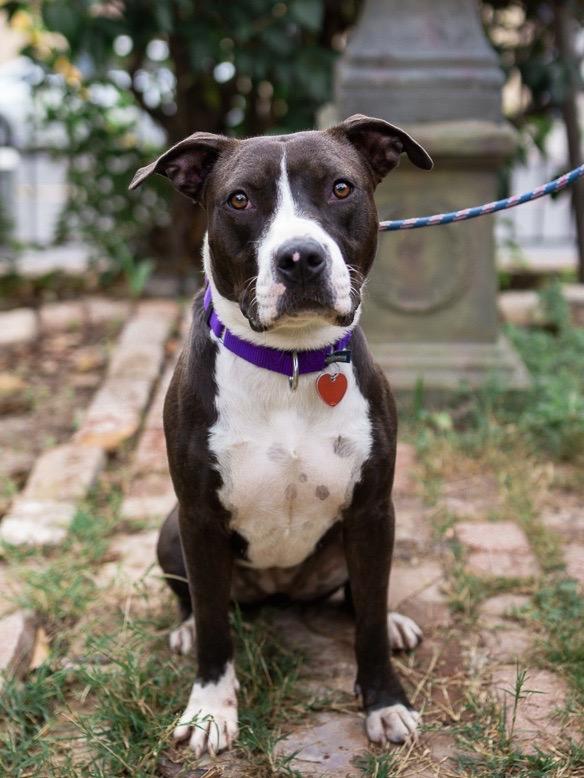 Freya, Adoptable, Young Female Pit Bull Terrier.