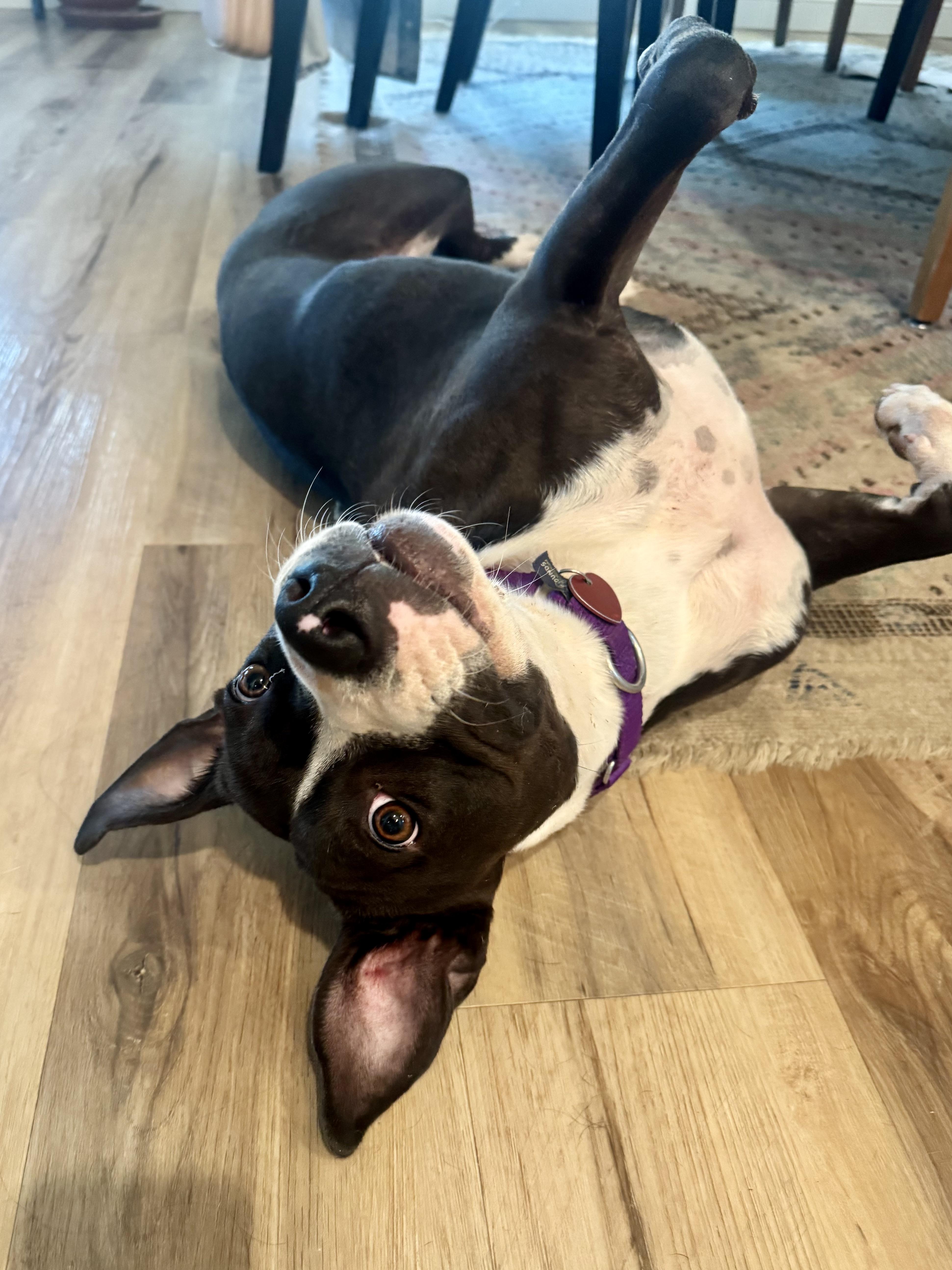 Enlarge Freya, a Adoptable mixed breed in Los Angeles, CA image 5/6