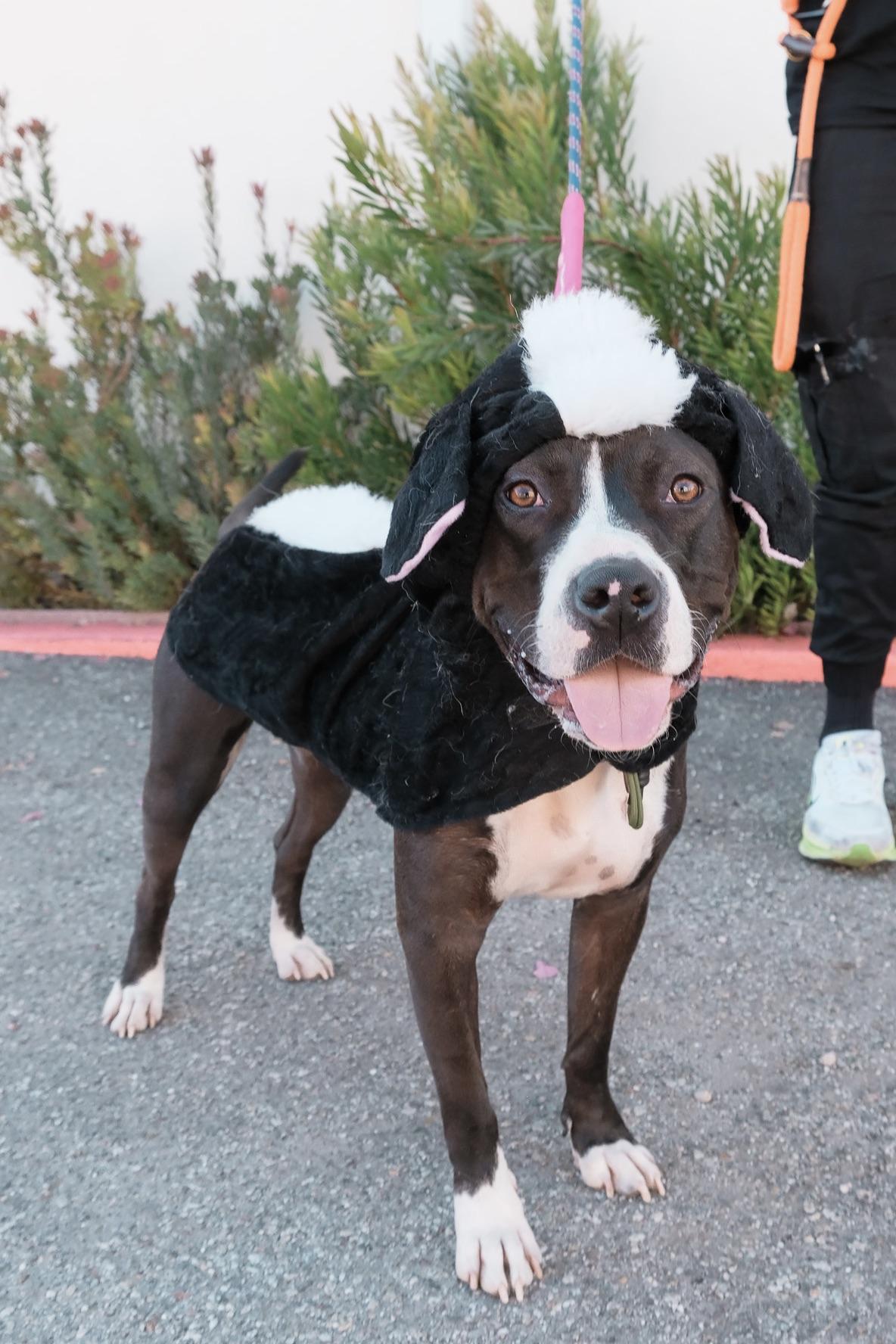 Enlarge Freya, a Adoptable mixed breed in Los Angeles, CA image 2/6