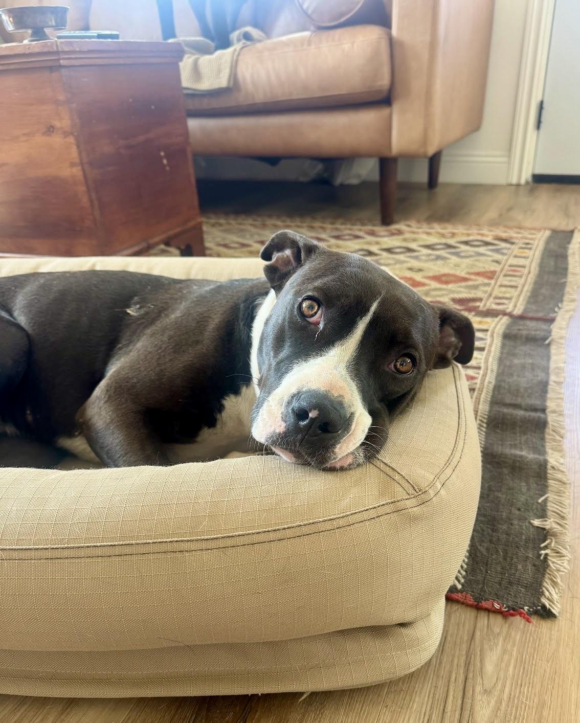 Enlarge Freya, a Adoptable mixed breed in Los Angeles, CA image 3/6