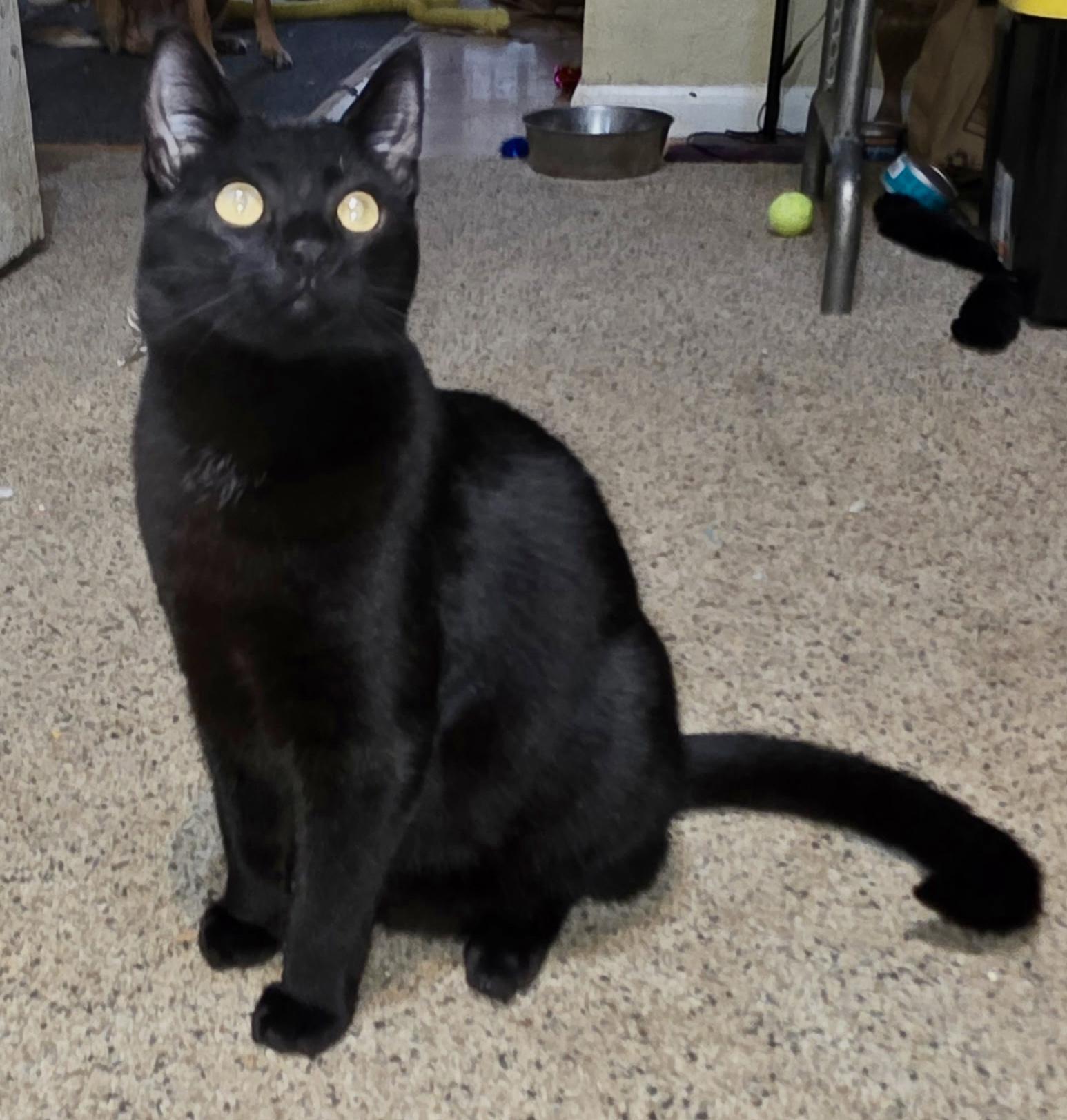 Enlarge Ripley, a ADOPTABLE Domestic Short Hair in Silverton, OR image 3/3