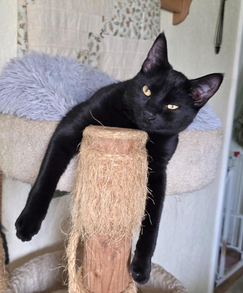 Enlarge Ripley, a ADOPTABLE Domestic Short Hair in Silverton, OR image 2/3