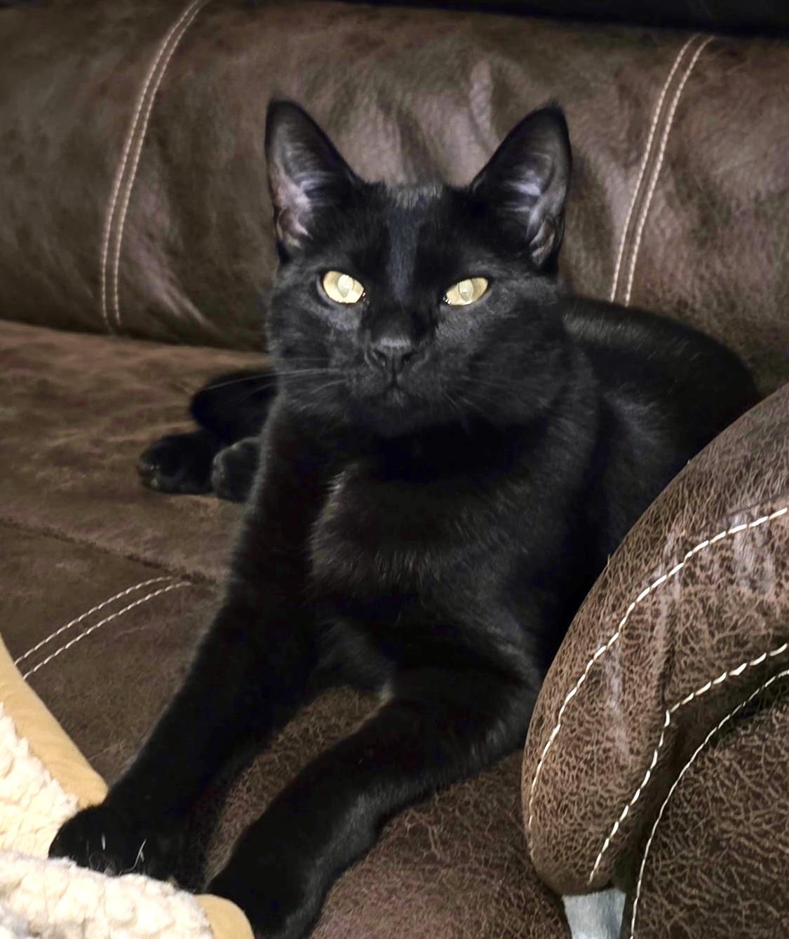 Ripley, ADOPTABLE, Kitten Male Domestic Short Hair.