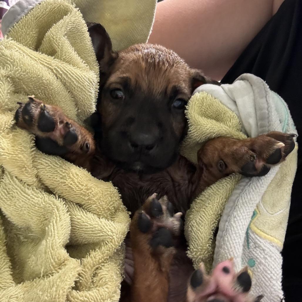 73, Adoptable, Puppy Male Boerboel & Mixed Breed.