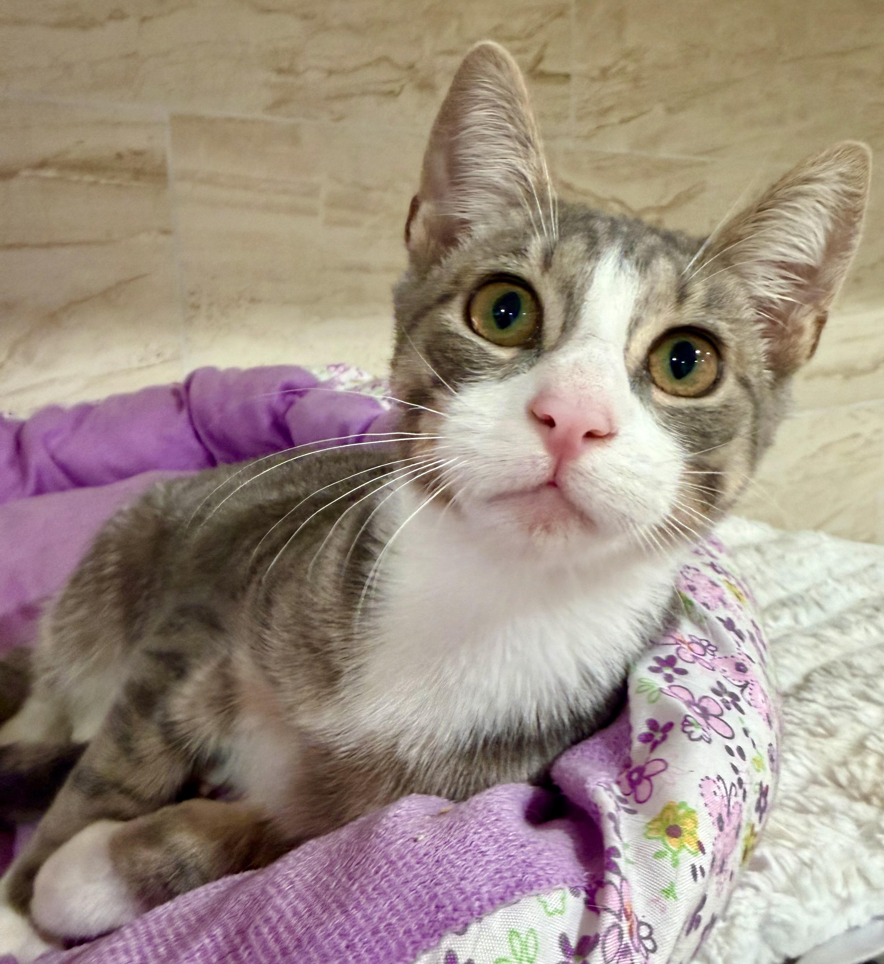 Enlarge Sterling, an adoptable Domestic Short Hair in Manhasset, NY image 1/4