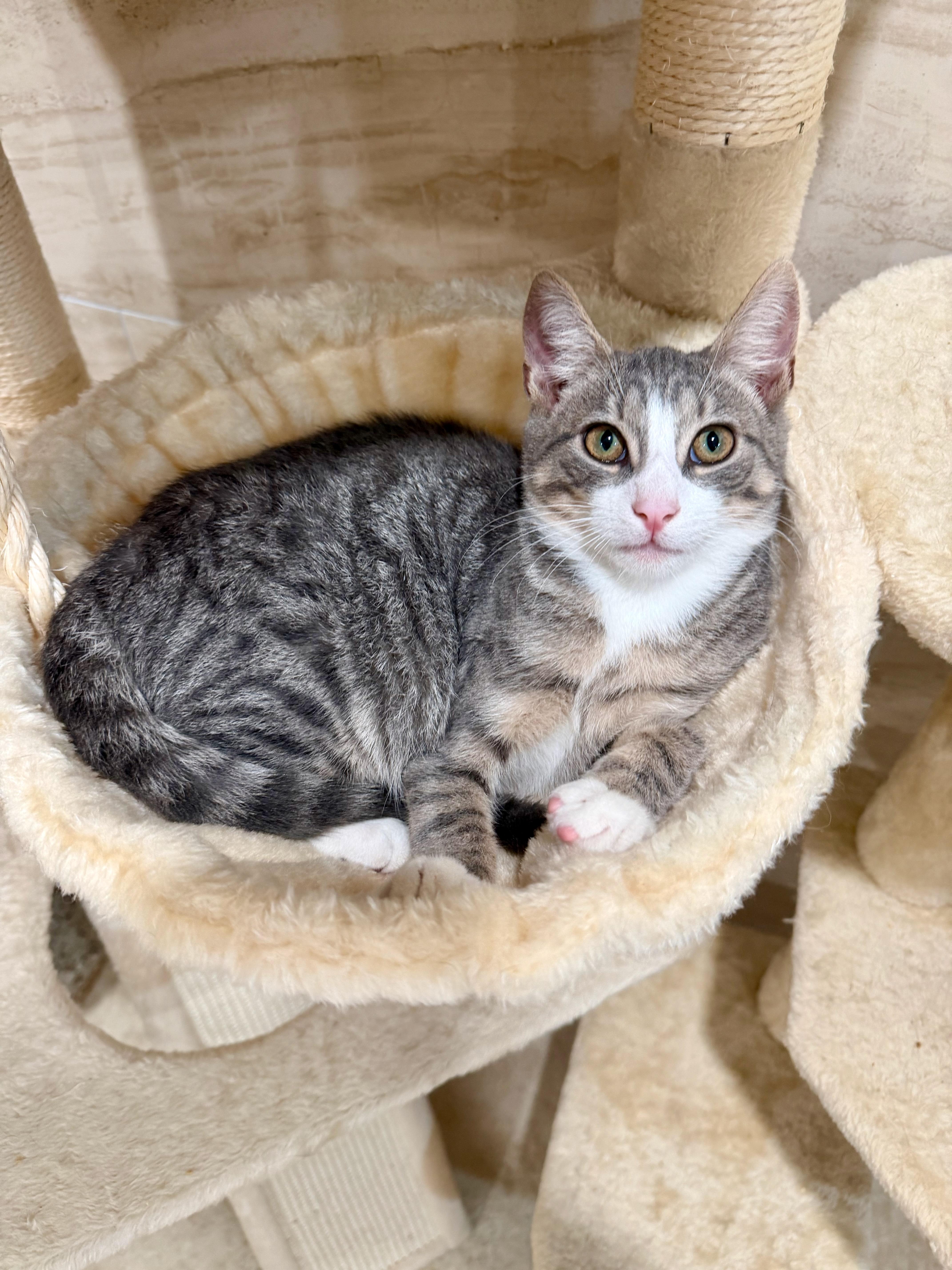 Enlarge Sterling, an adoptable Domestic Short Hair in Manhasset, NY image 2/4