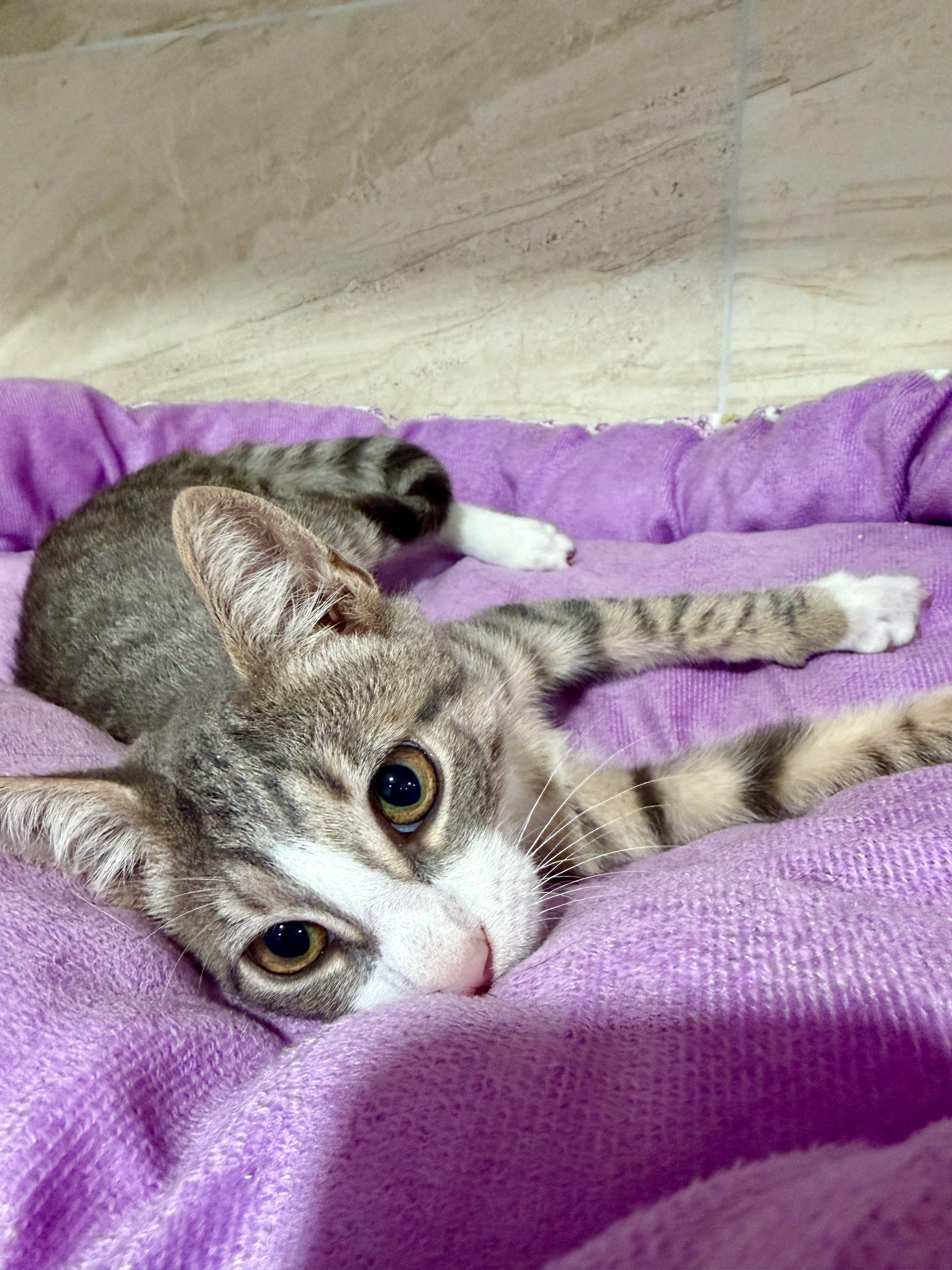 Enlarge Sterling, an adoptable Domestic Short Hair in Manhasset, NY image 3/4