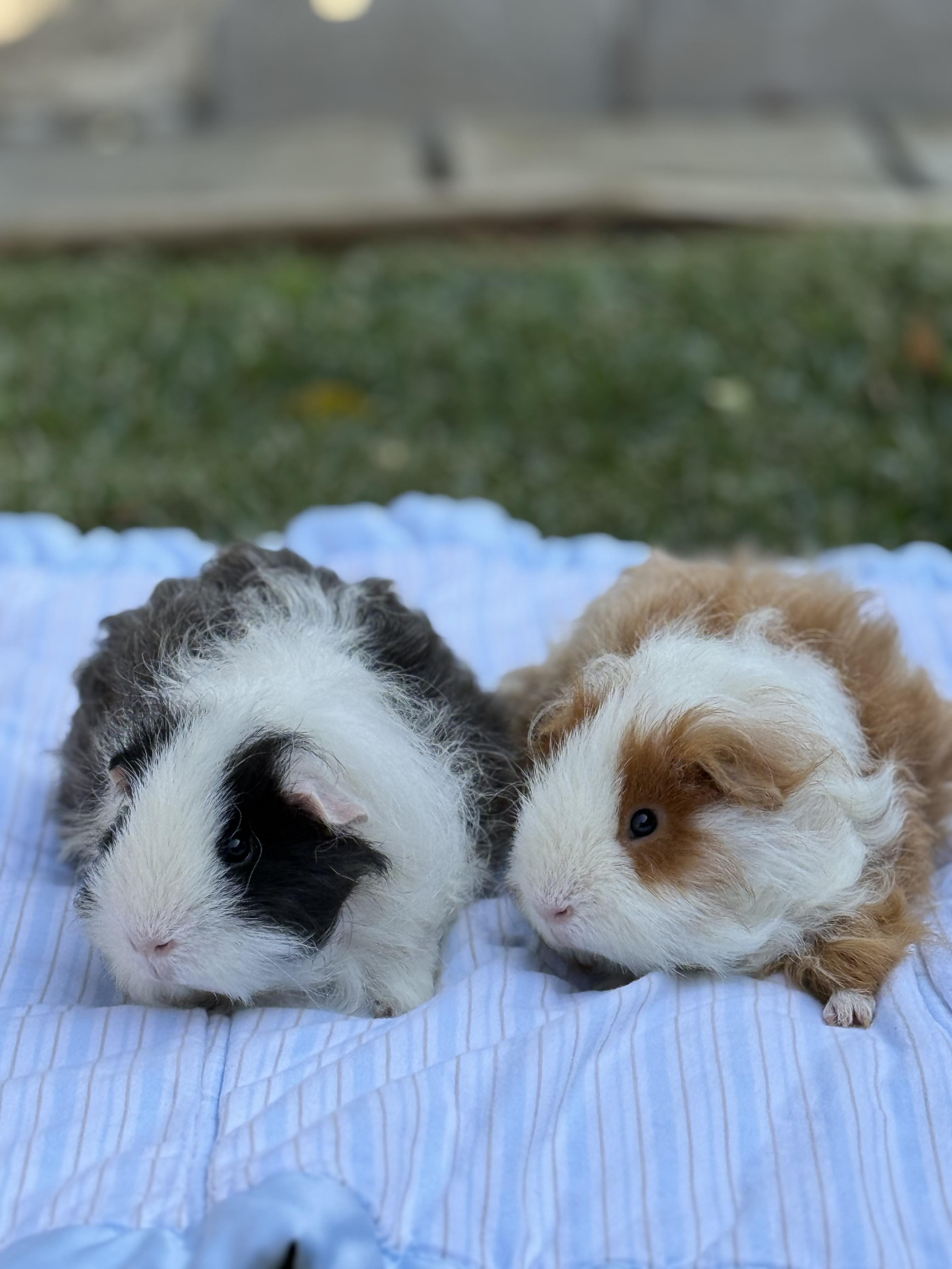 Miso and Truffle, an adopted Guinea Pig in Los Angeles, CA image 1/5