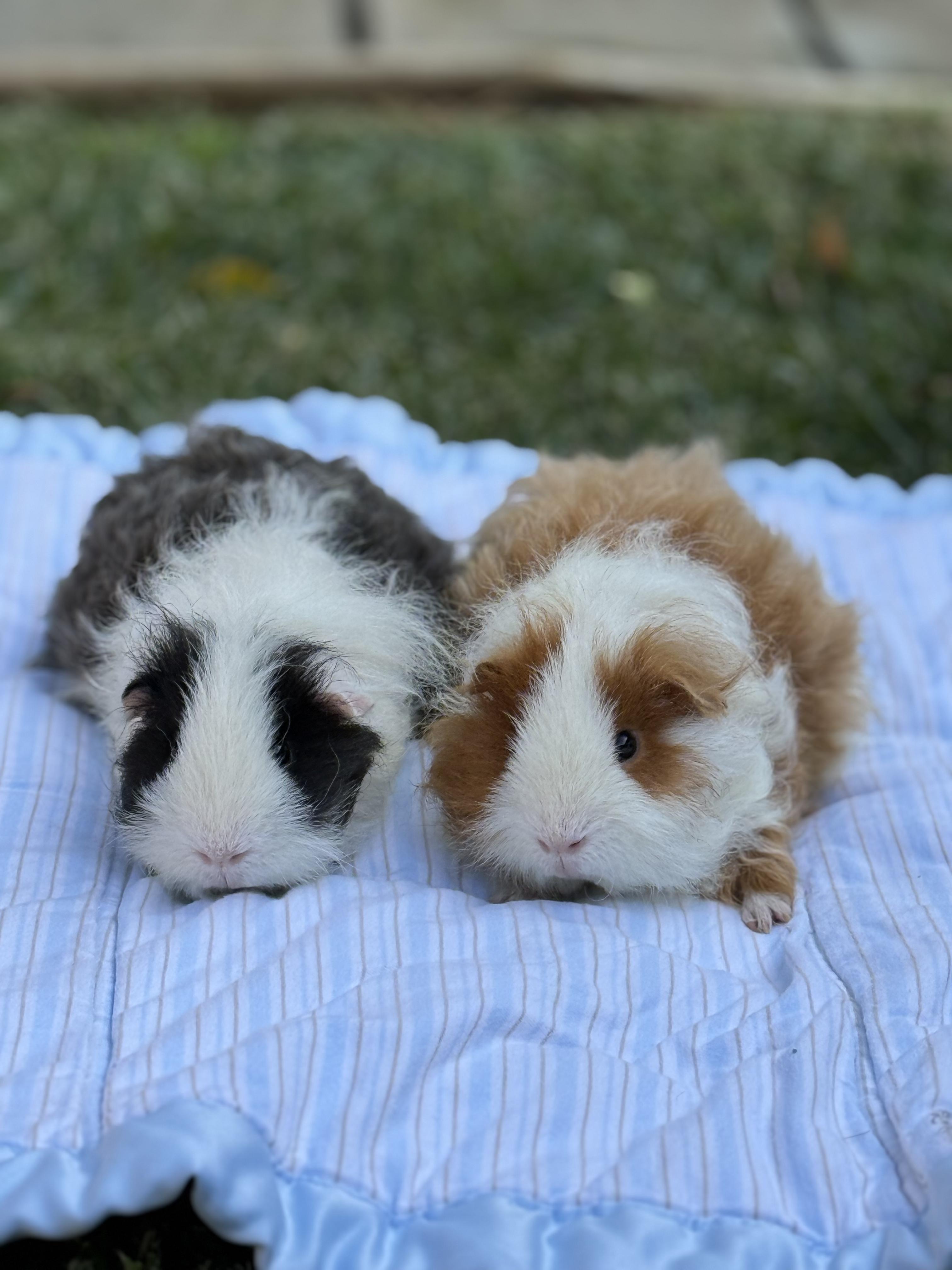 Miso and Truffle, an adopted Guinea Pig in Los Angeles, CA image 2/5