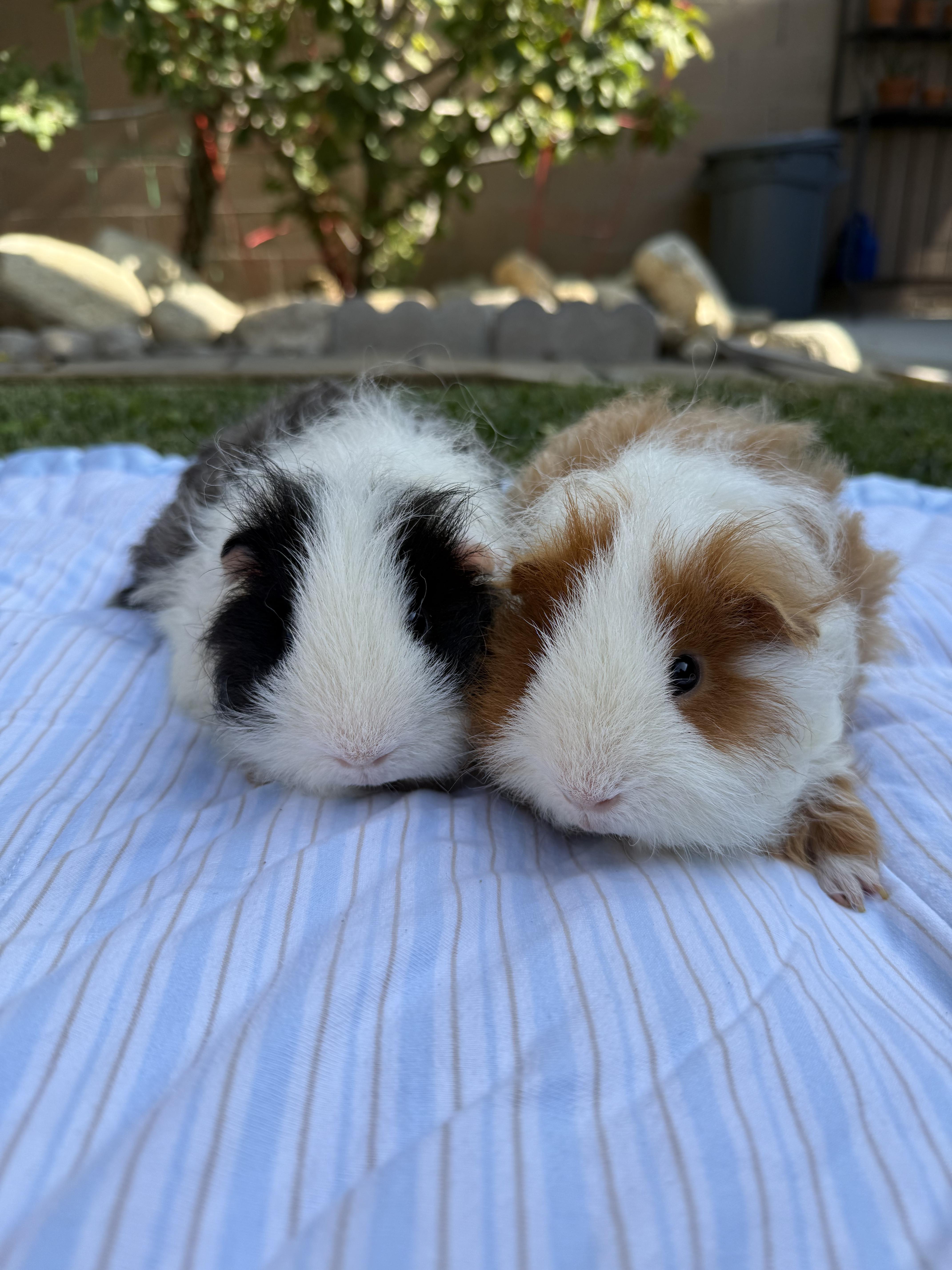 Miso and Truffle, an adopted Guinea Pig in Los Angeles, CA image 3/5