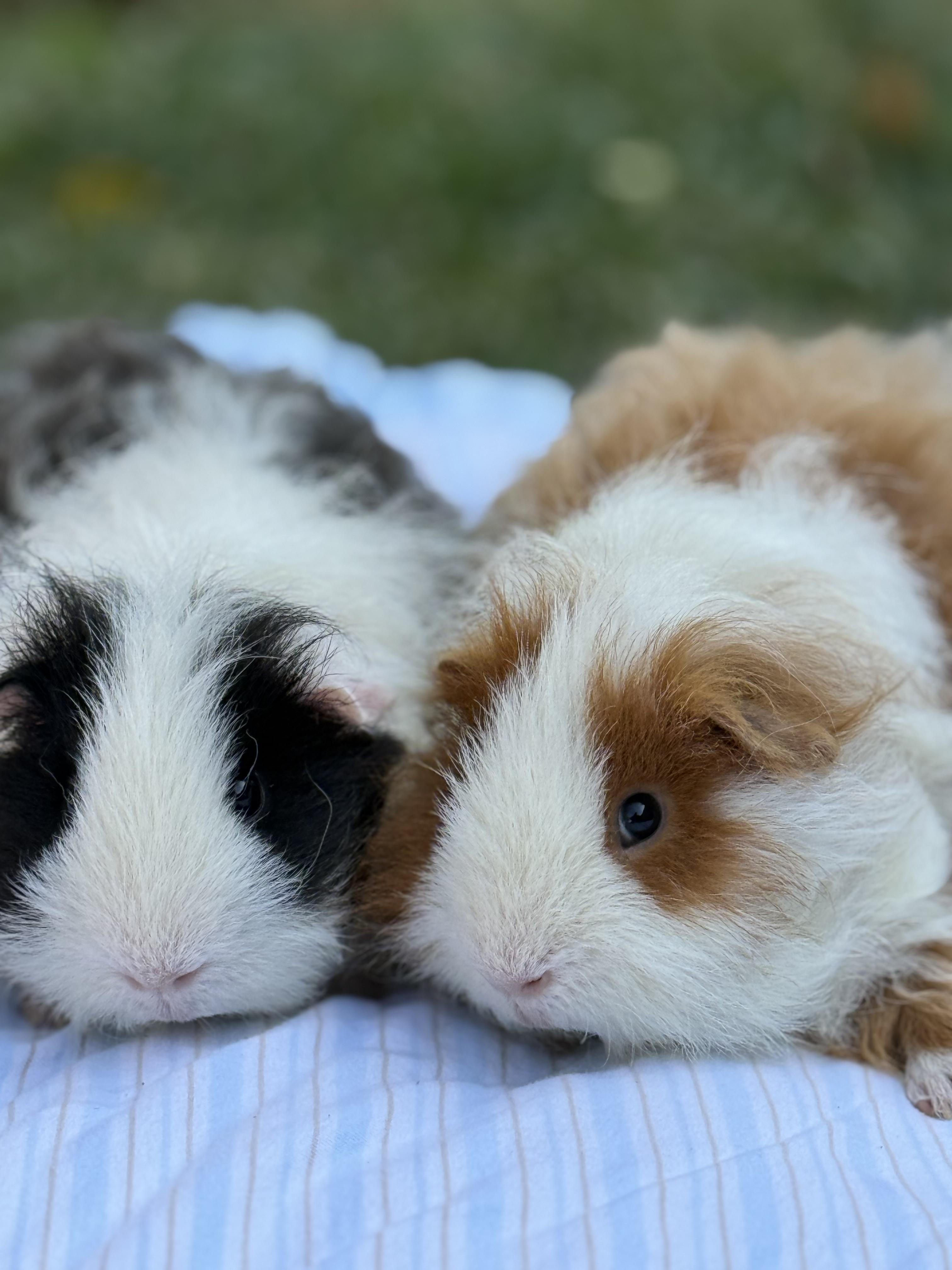 Miso and Truffle, an adopted Guinea Pig in Los Angeles, CA image 4/5