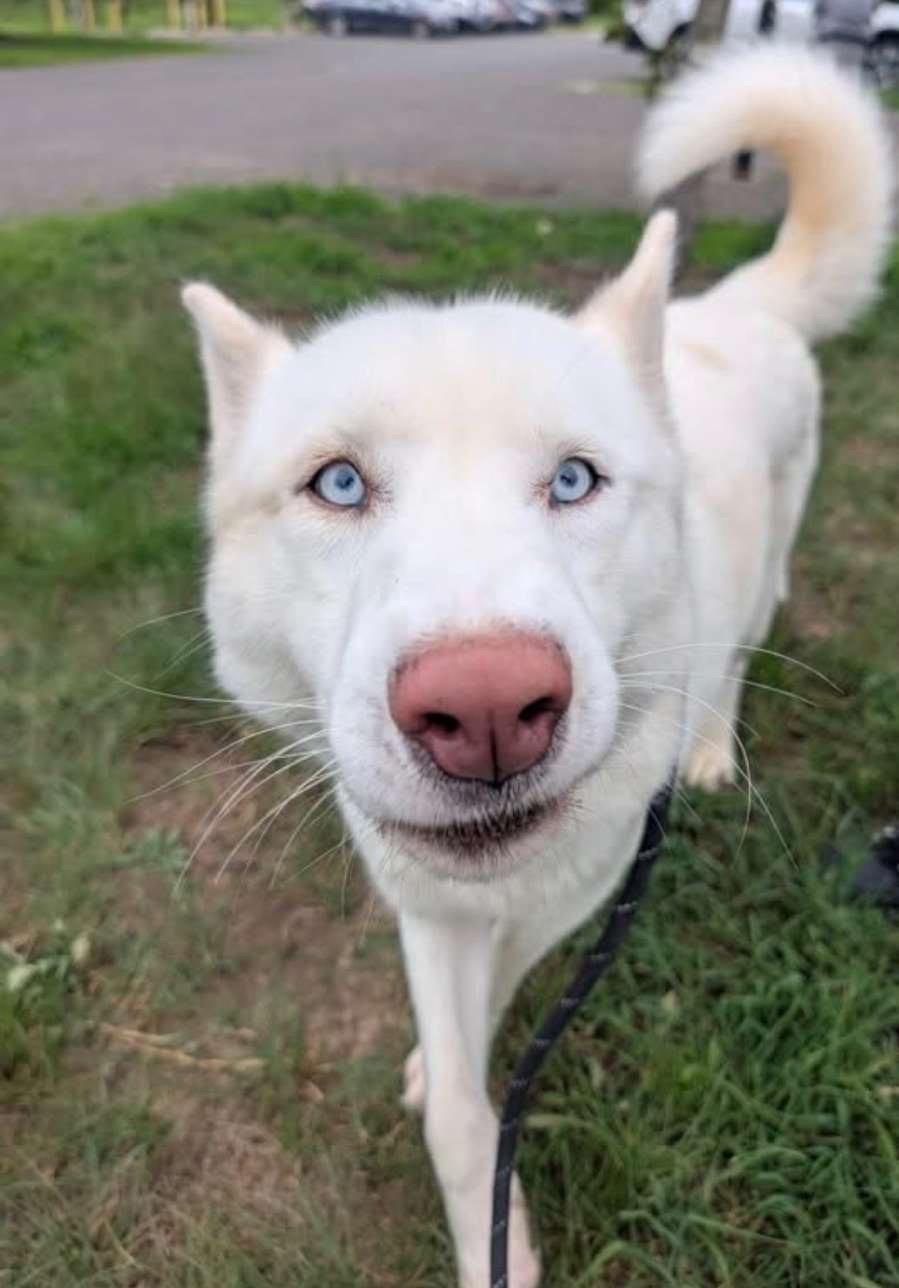 Enlarge Jett, a Adoptable Siberian Husky in Chesapeake Beach, MD image 2/6