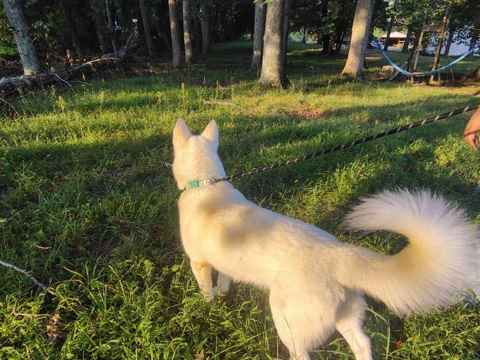 Enlarge Jett, a Adoptable Siberian Husky in Chesapeake Beach, MD image 6/6