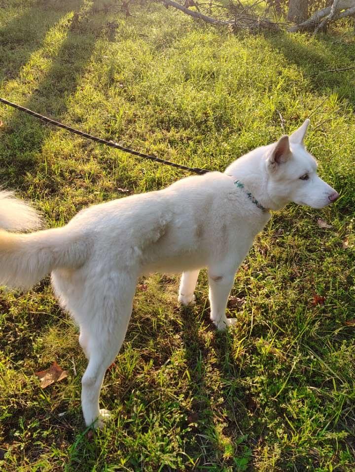 Enlarge Jett, a Adoptable Siberian Husky in Chesapeake Beach, MD image 1/6