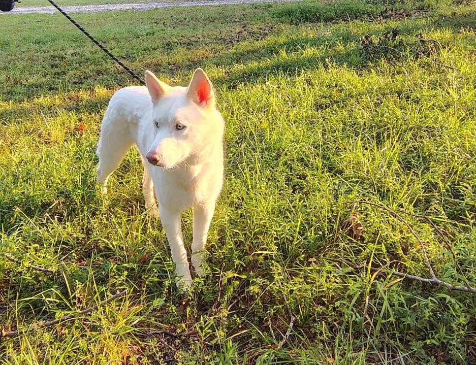 Enlarge Jett, a Adoptable Siberian Husky in Chesapeake Beach, MD image 3/6