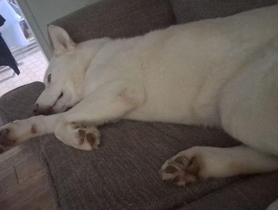 Enlarge Jett, a Adoptable Siberian Husky in Chesapeake Beach, MD image 4/6