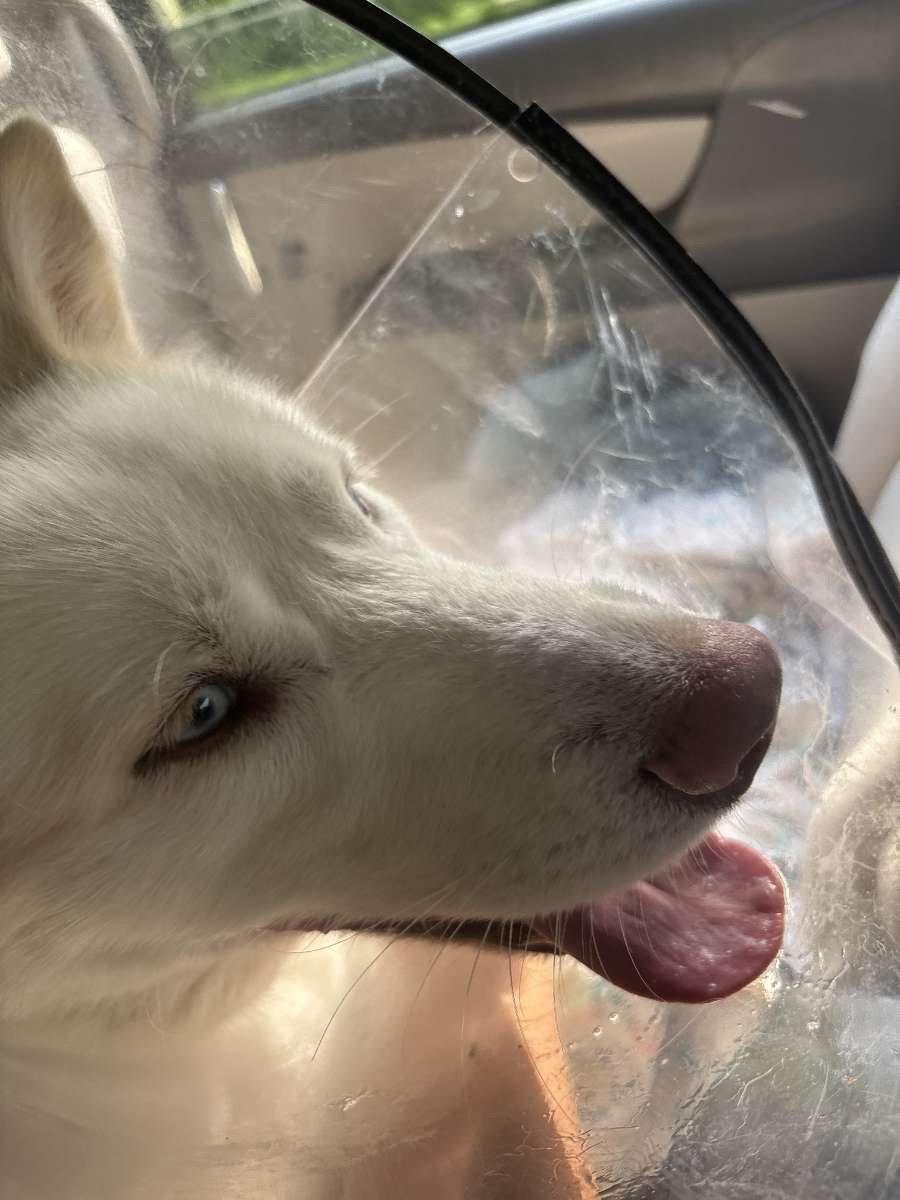 Enlarge Jett, a Adoptable Siberian Husky in Chesapeake Beach, MD image 5/6