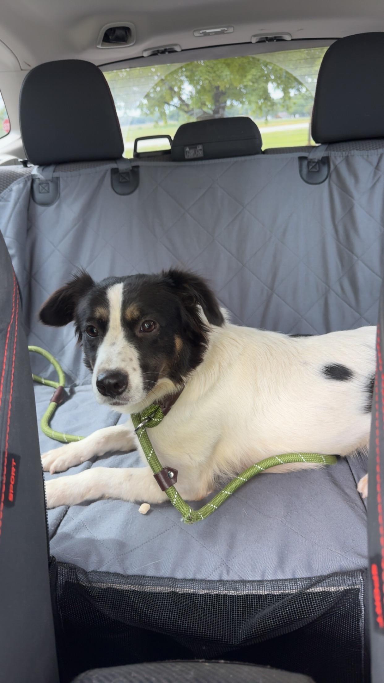 Enlarge Maisey, an adopted mixed breed in Stewartsville, MO image 4/5