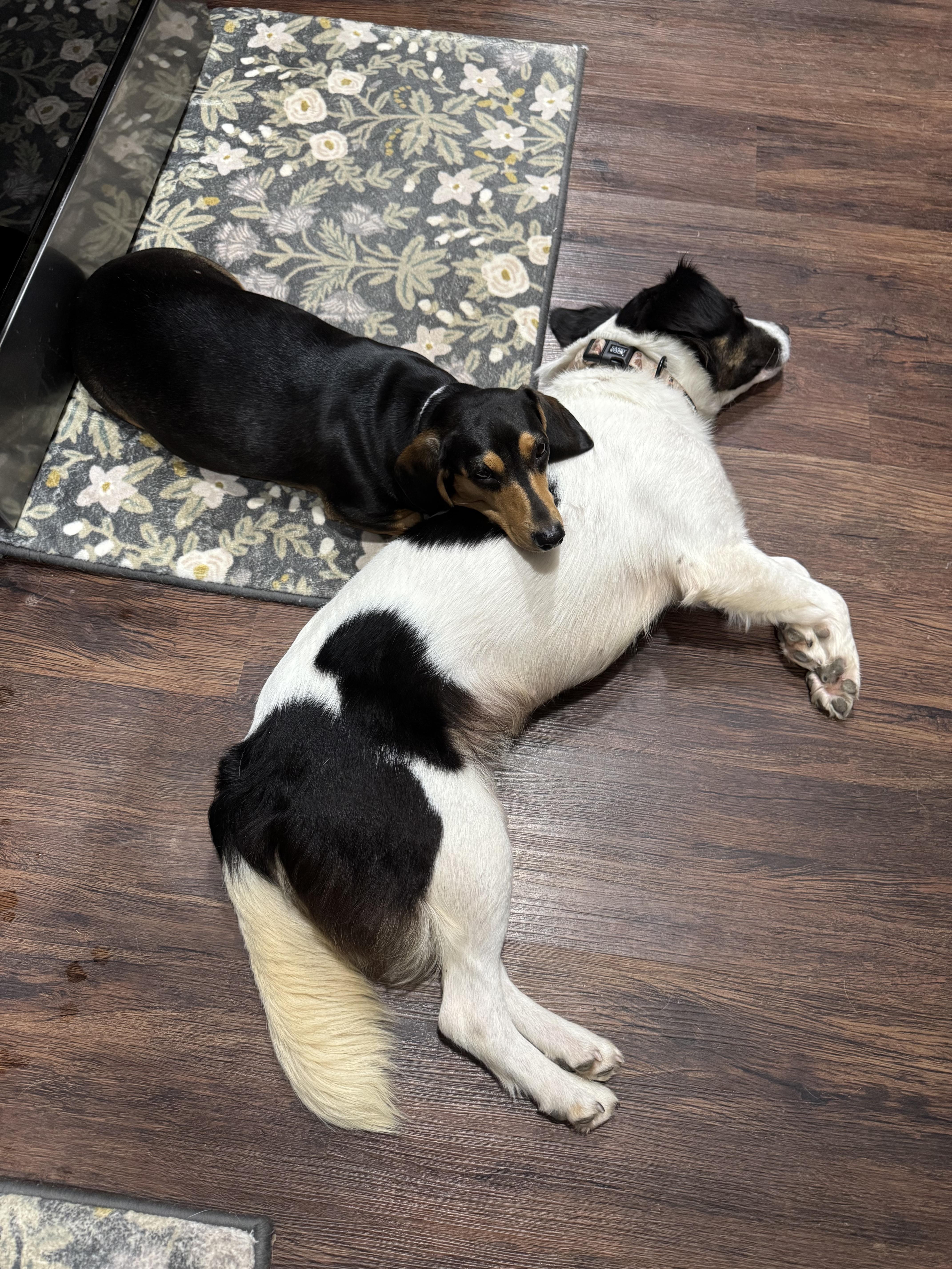 Enlarge Maisey, an adopted mixed breed in Stewartsville, MO image 2/5