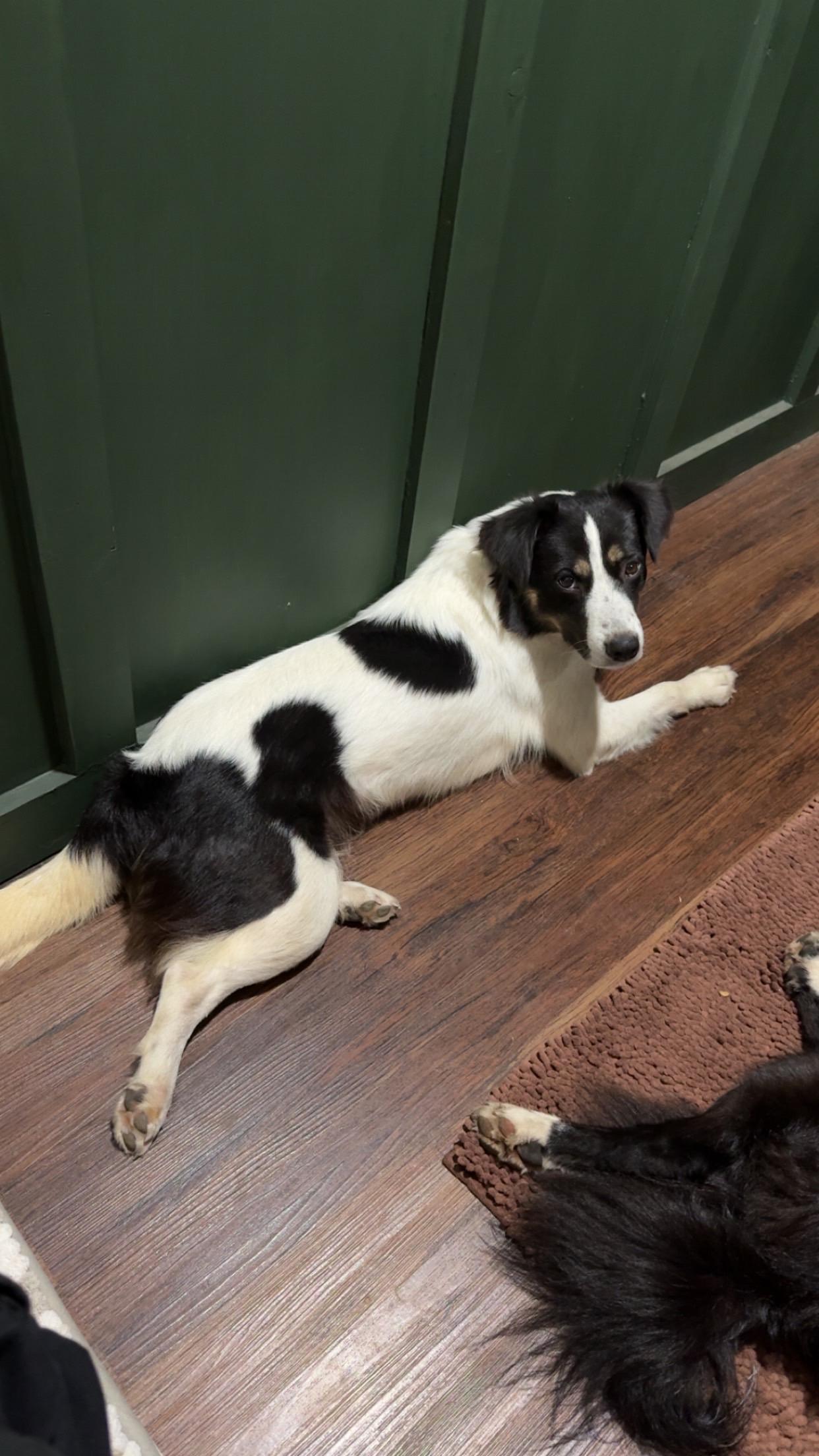 Enlarge Maisey, an adopted mixed breed in Stewartsville, MO image 5/5