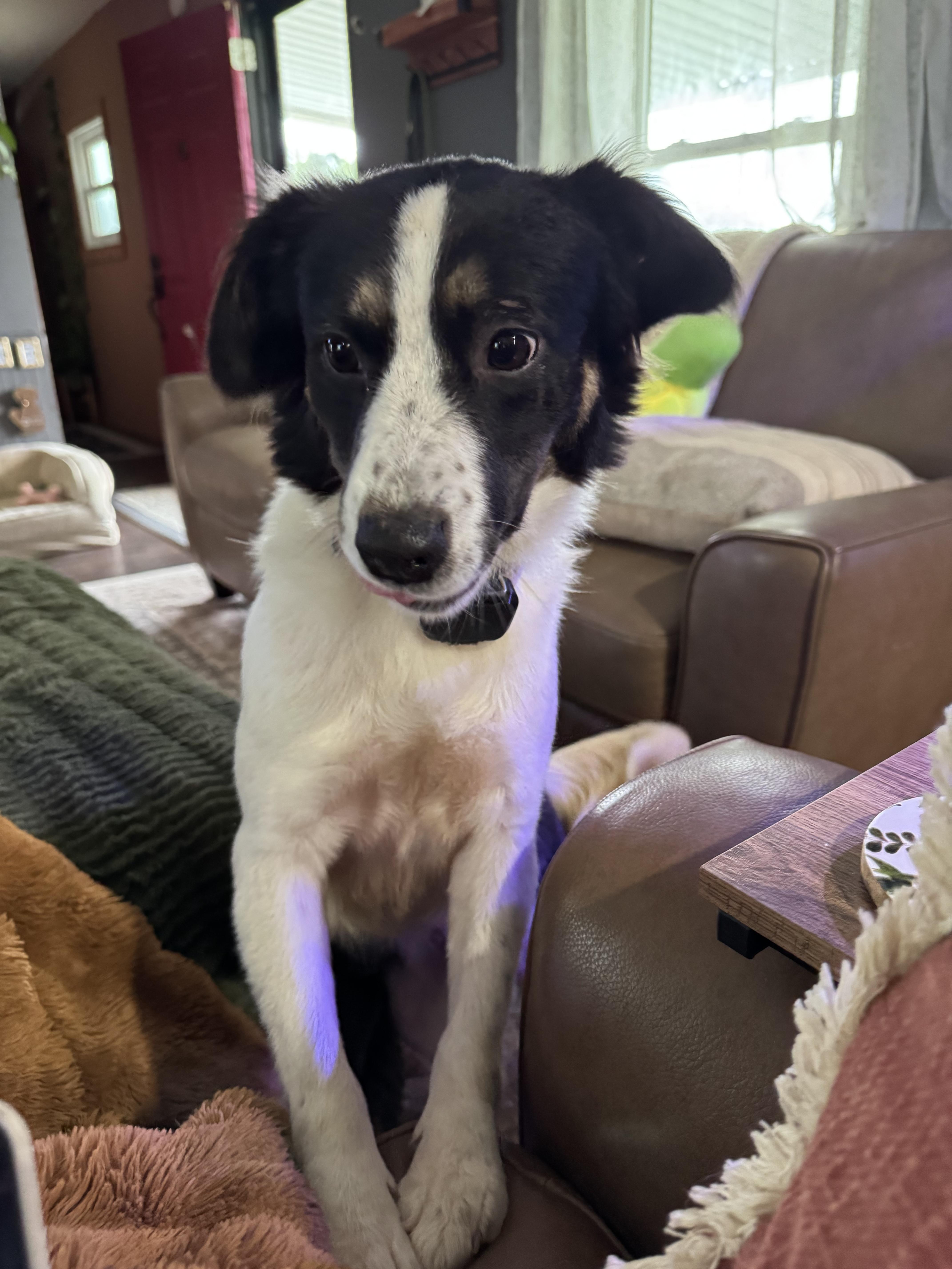 Maisey, adopted, Young Female Border Collie.