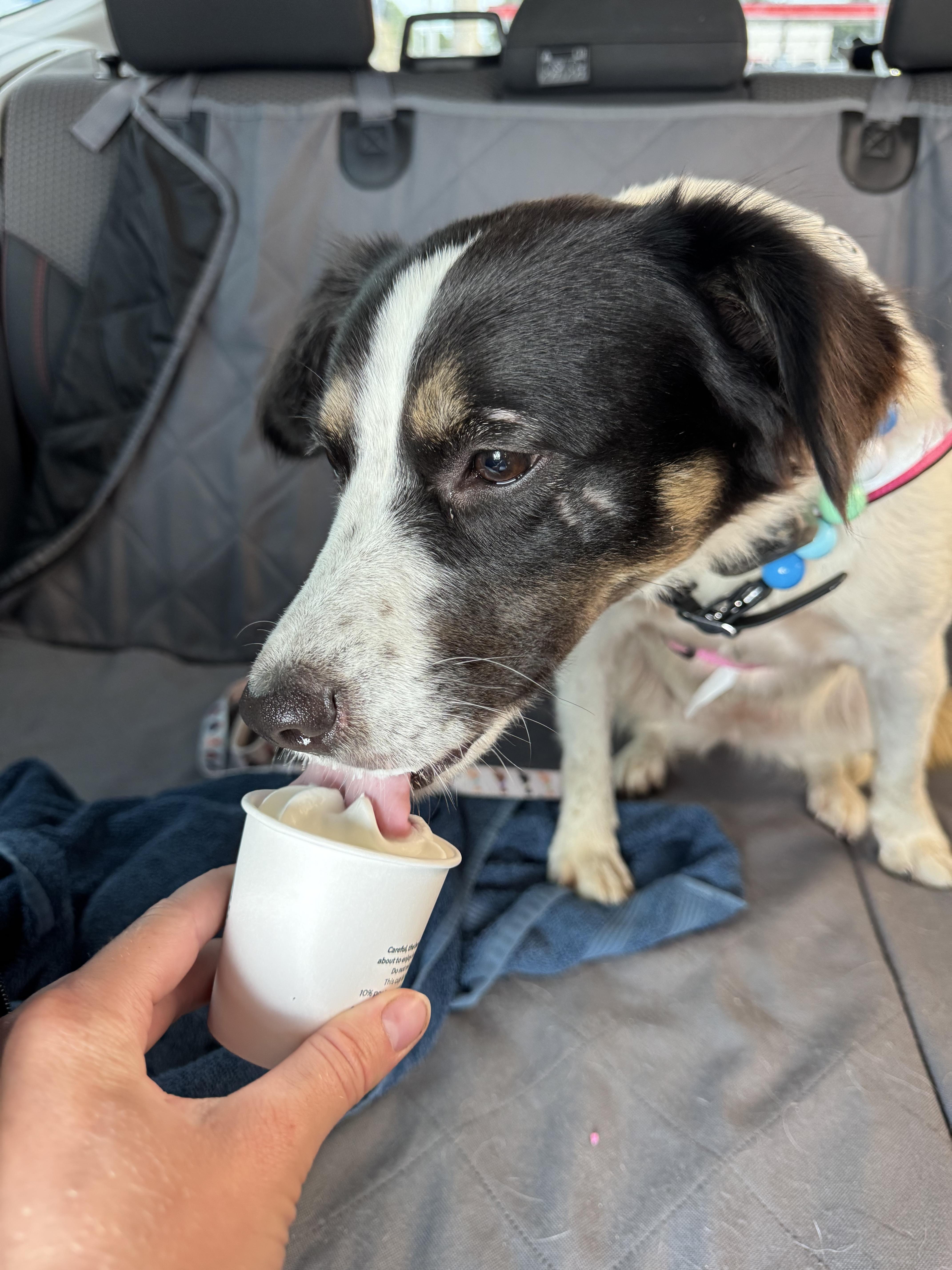 Enlarge Maisey, an adopted mixed breed in Stewartsville, MO image 3/5