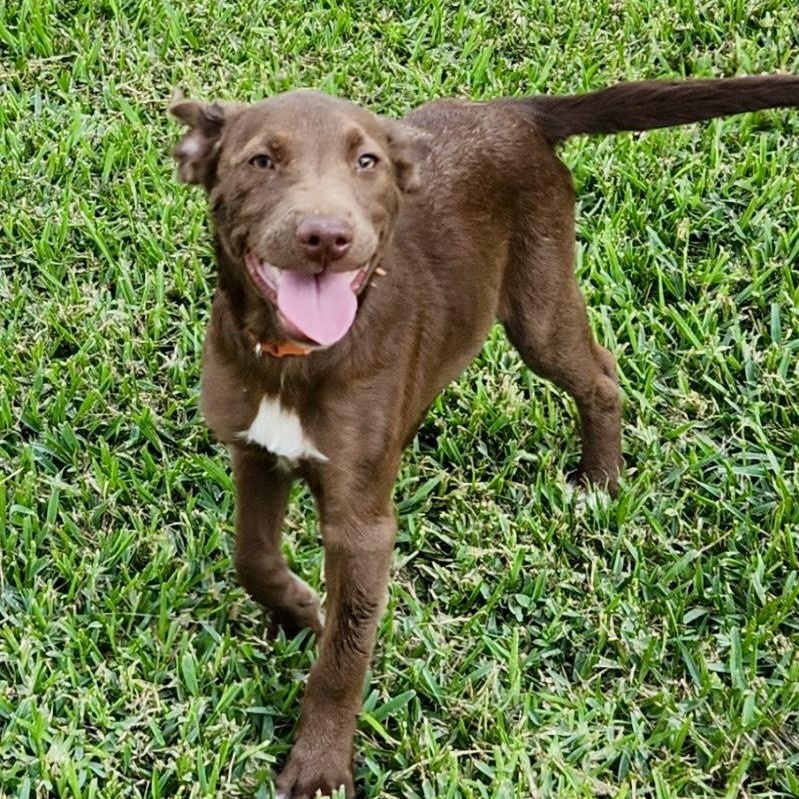 Awabi, Baby Male Mixed Breed