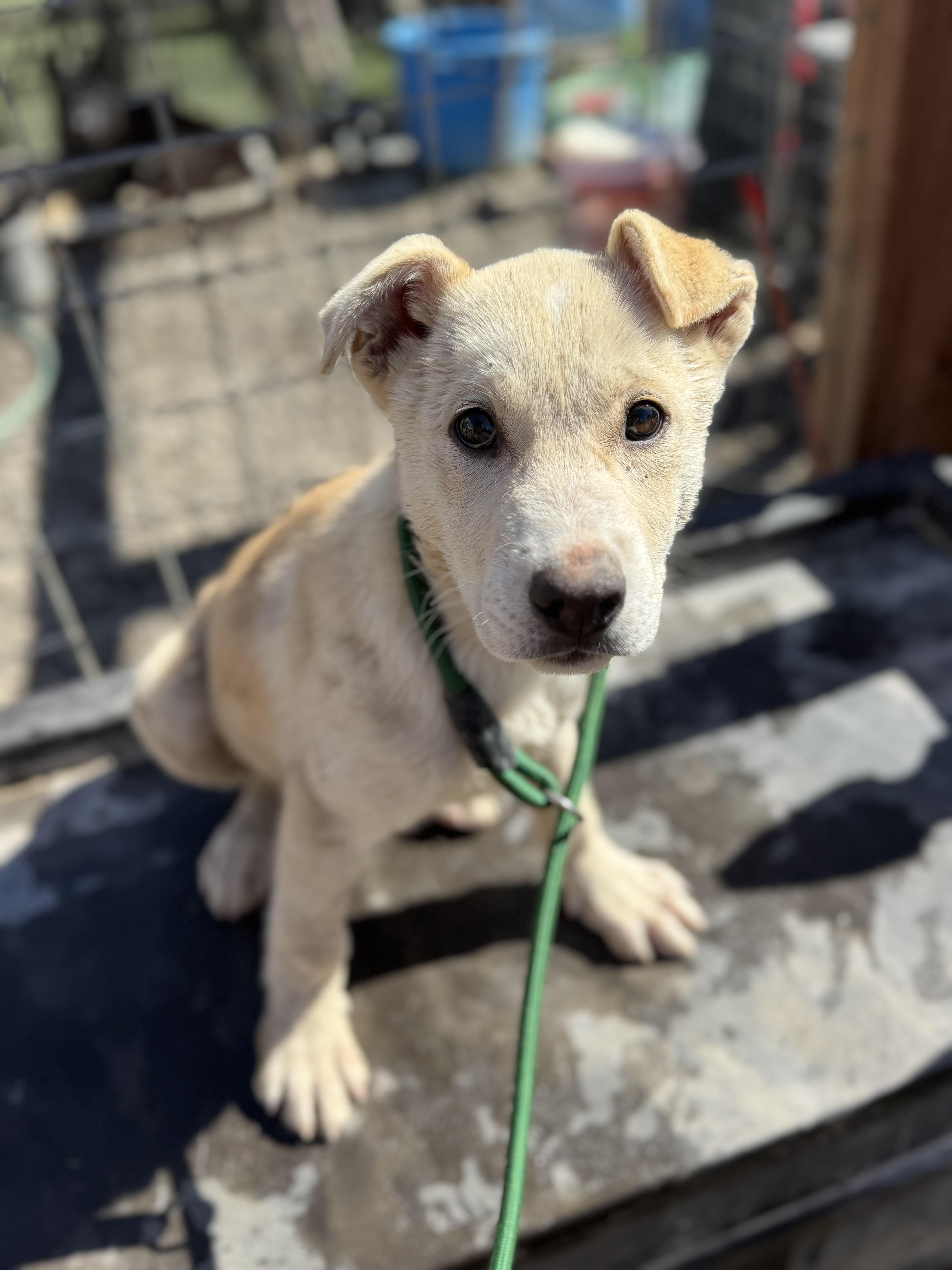 Lucas, a ADOPTABLE mixed breed in Nipomo, CA image 4/4
