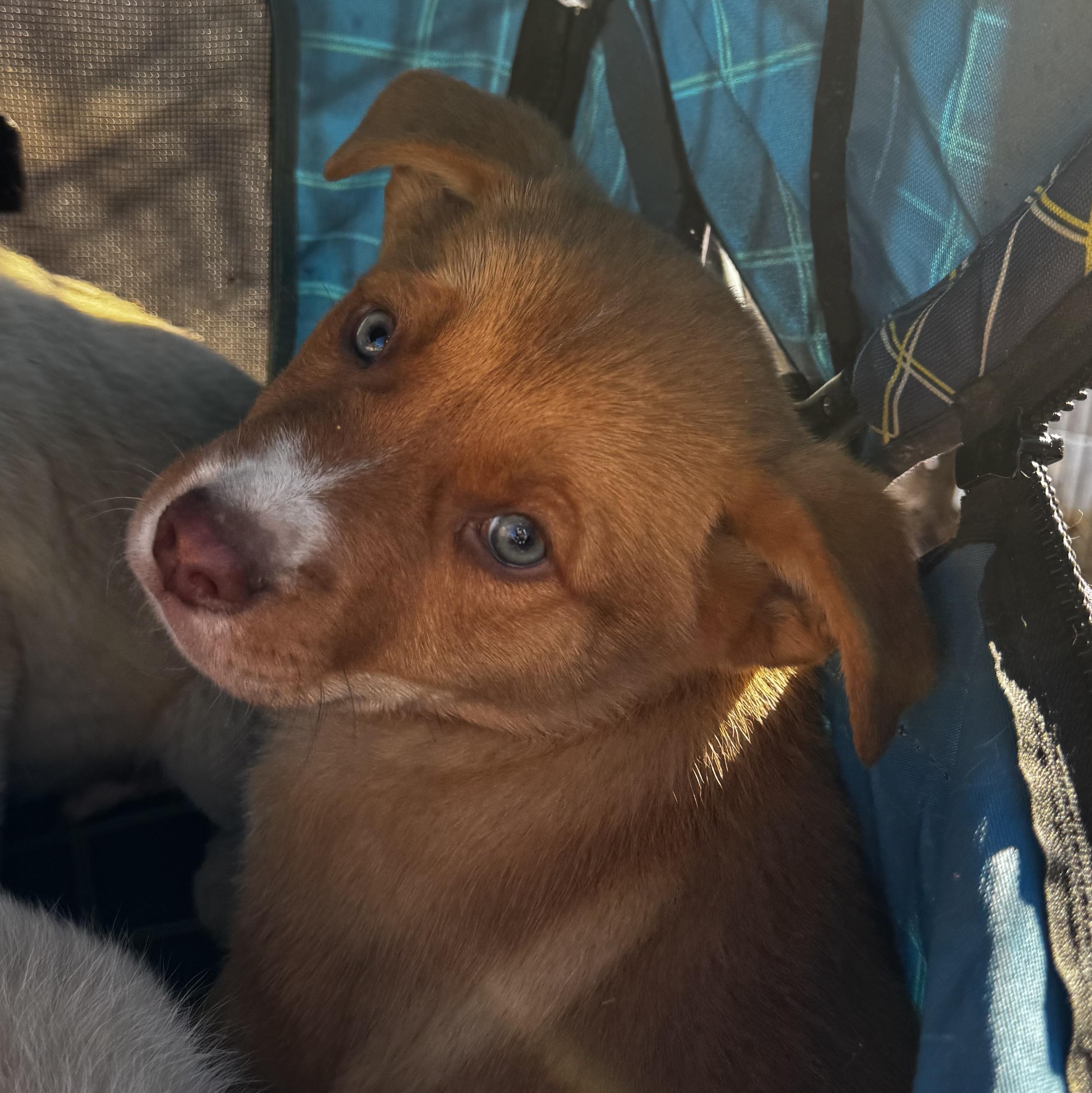 Enlarge Pit-Husky mix pups! , a ADOPTABLE mixed breed in Nipomo, CA image 3/5