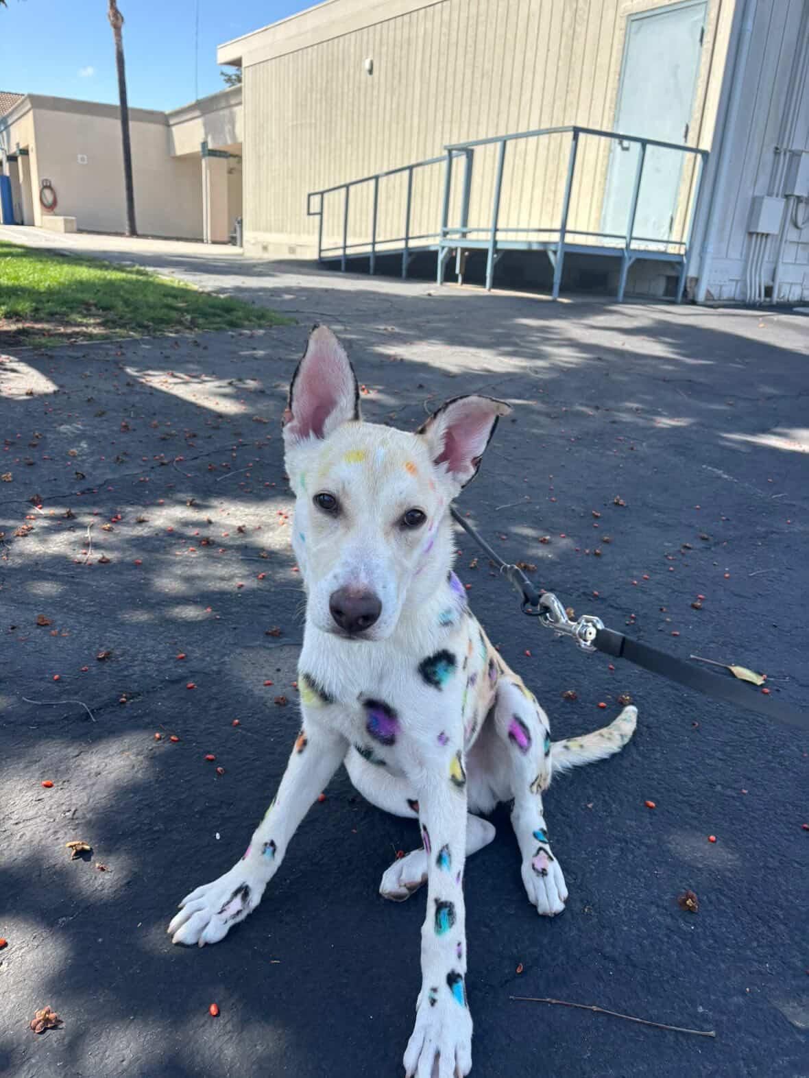 Lucas, a ADOPTABLE mixed breed in Aliso Viejo, CA image 3/6
