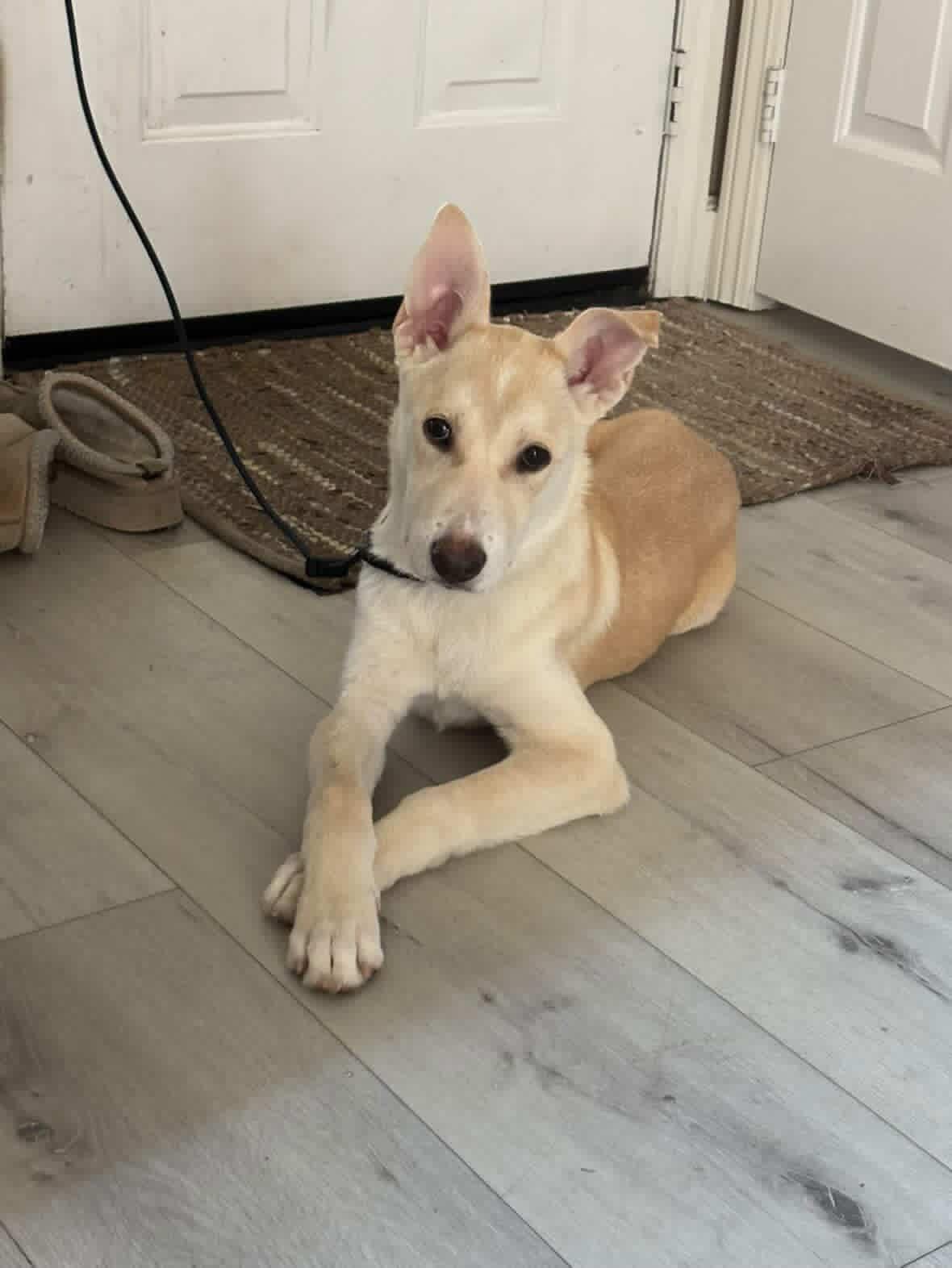 Lucas, a ADOPTABLE mixed breed in Aliso Viejo, CA image 5/6