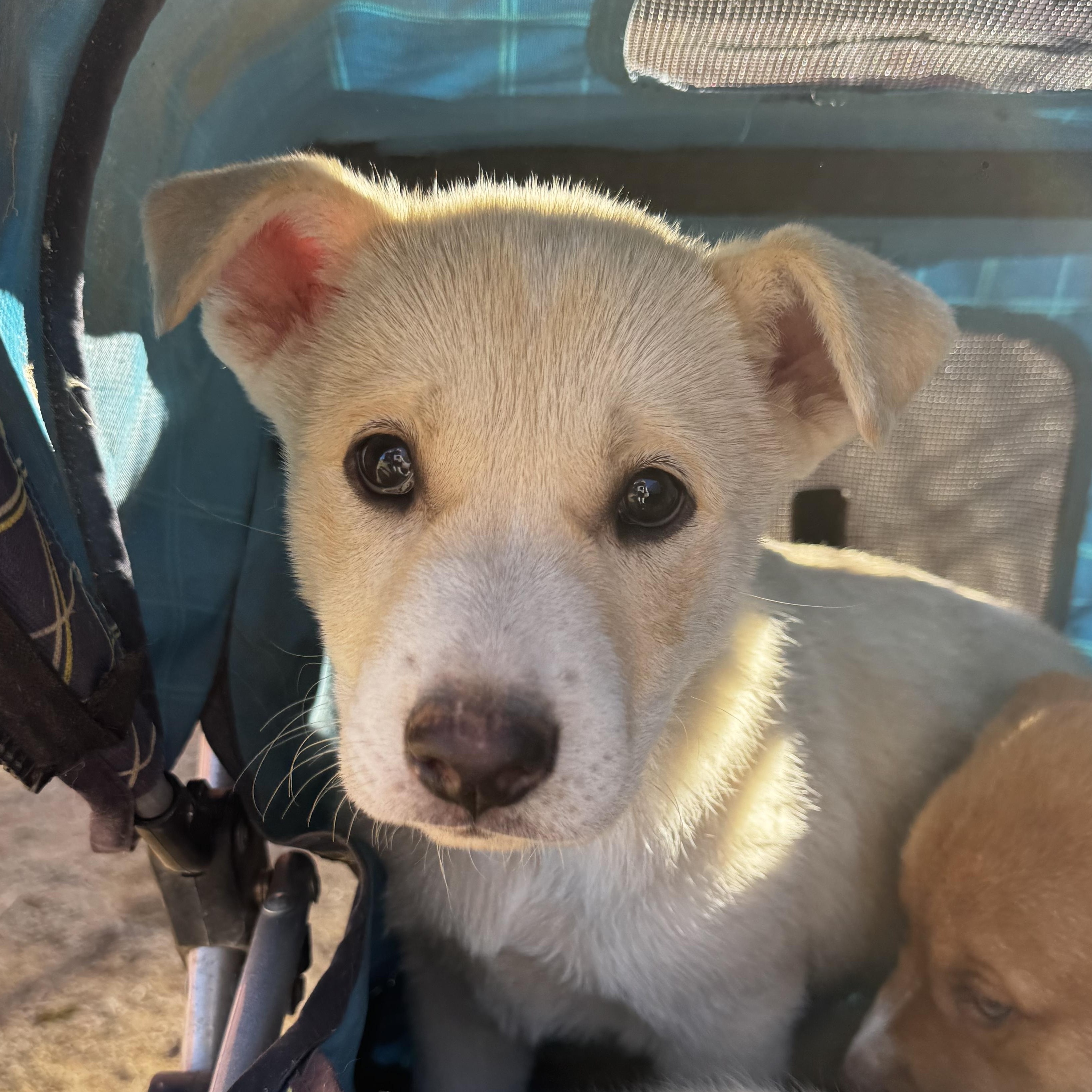 Enlarge Pit-Husky mix pups! , a ADOPTABLE mixed breed in Nipomo, CA image 1/5