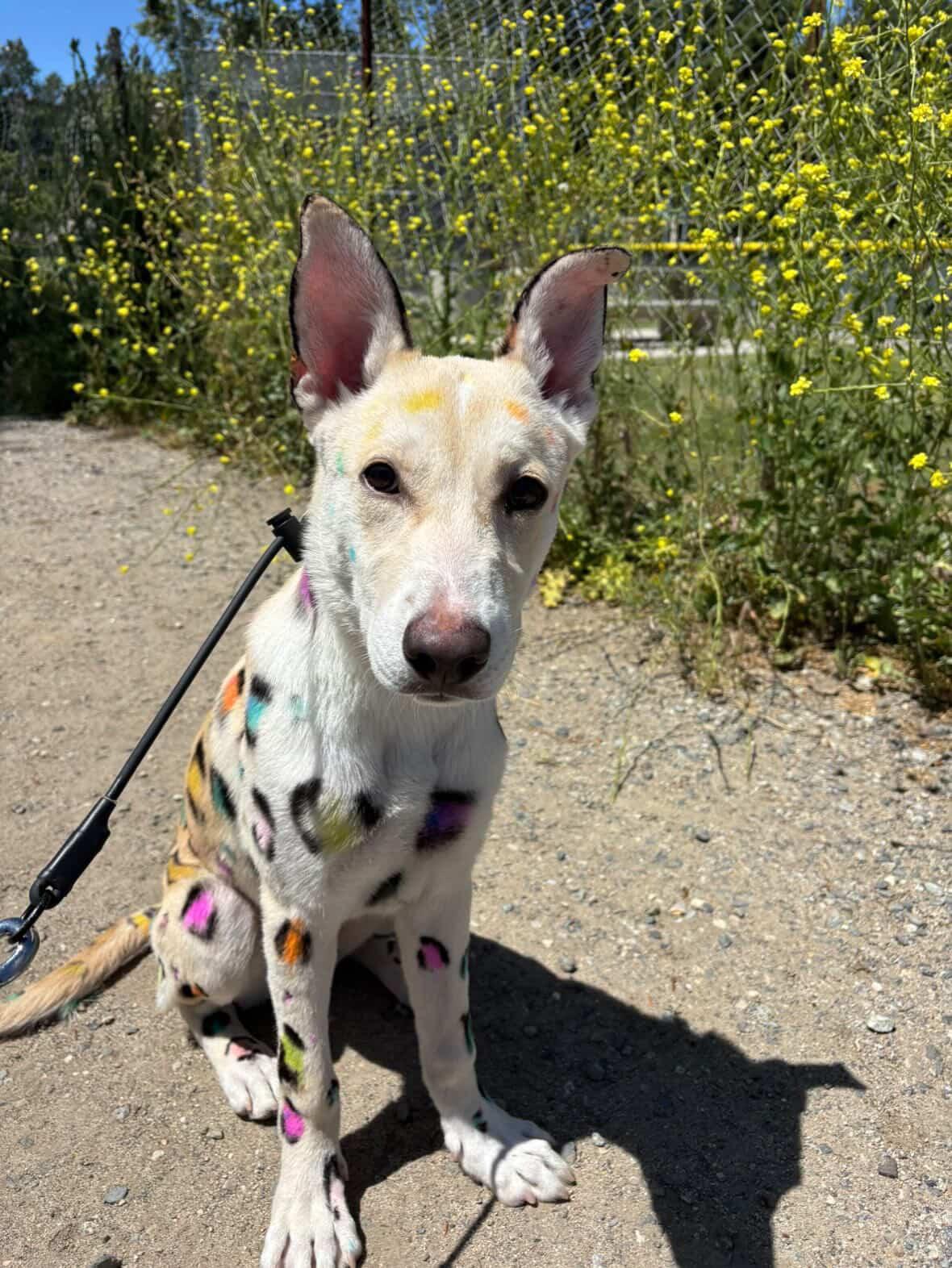 Lucas, a ADOPTABLE mixed breed in Aliso Viejo, CA image 2/6