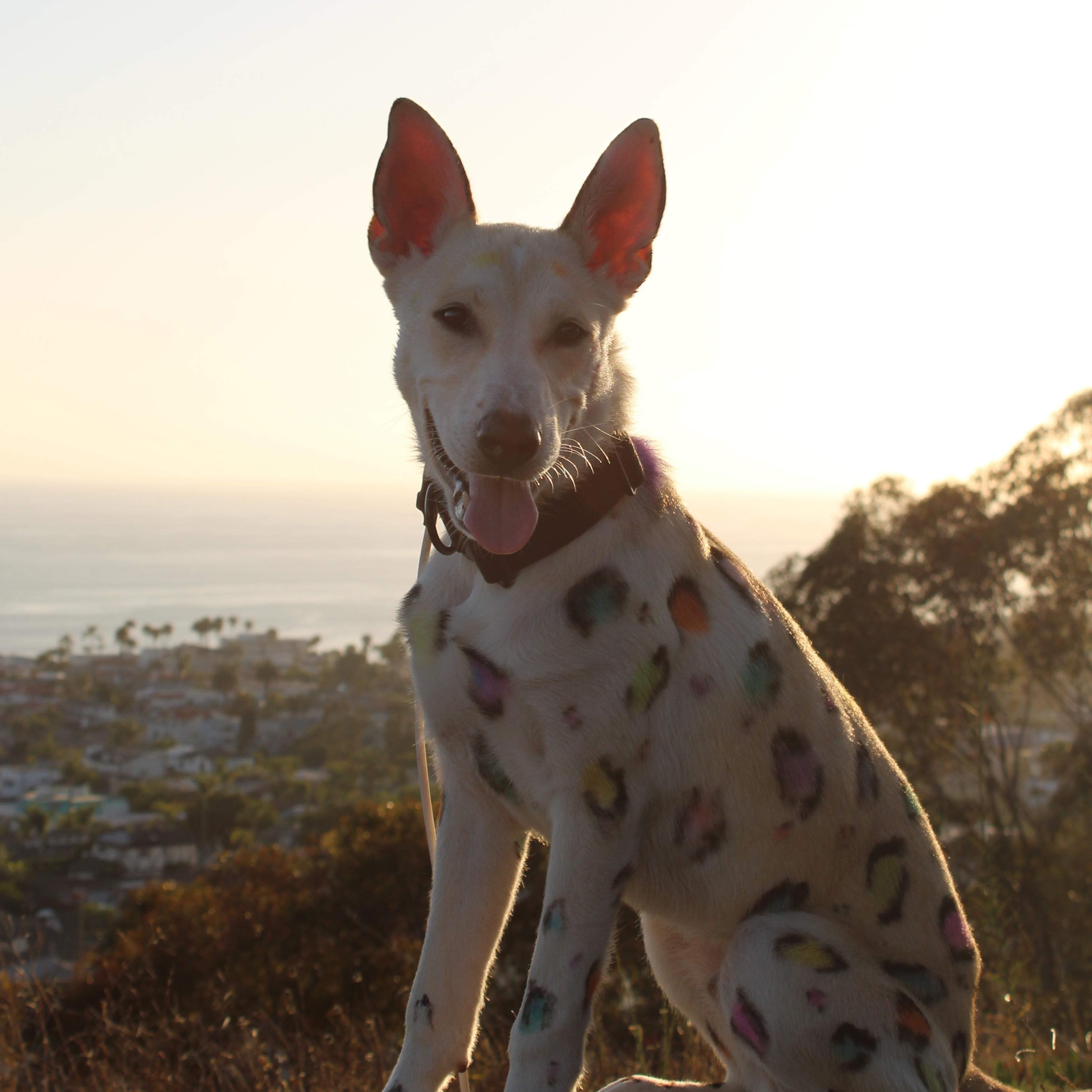 Lucas, a ADOPTABLE mixed breed in Aliso Viejo, CA image 1/6