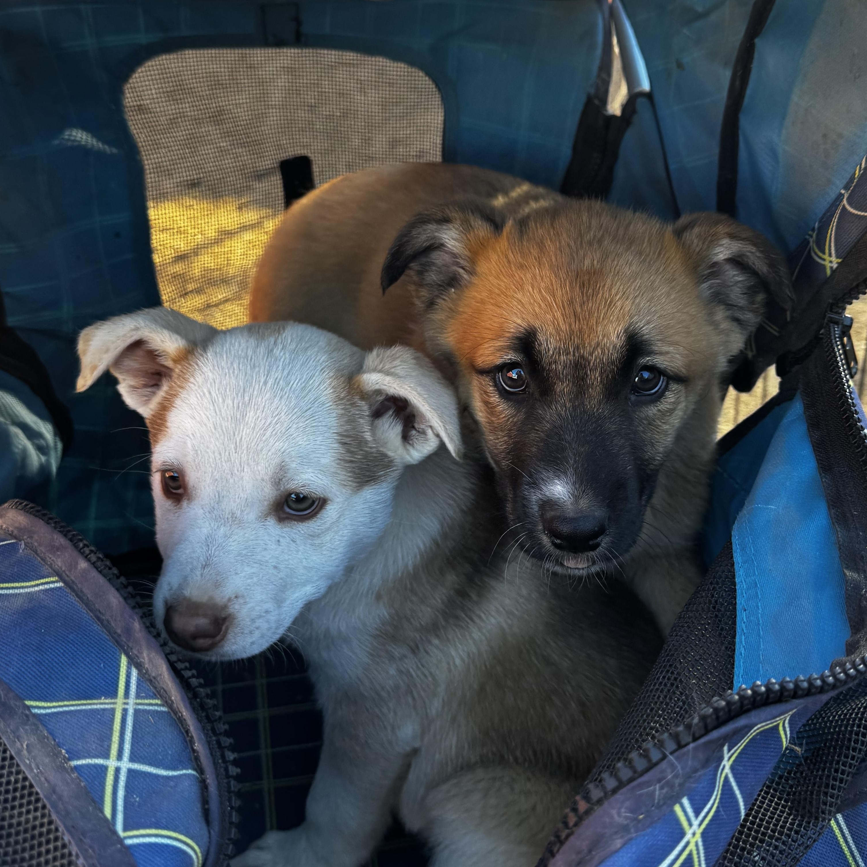 Enlarge Pit-Husky mix pups! , a ADOPTABLE mixed breed in Nipomo, CA image 4/5