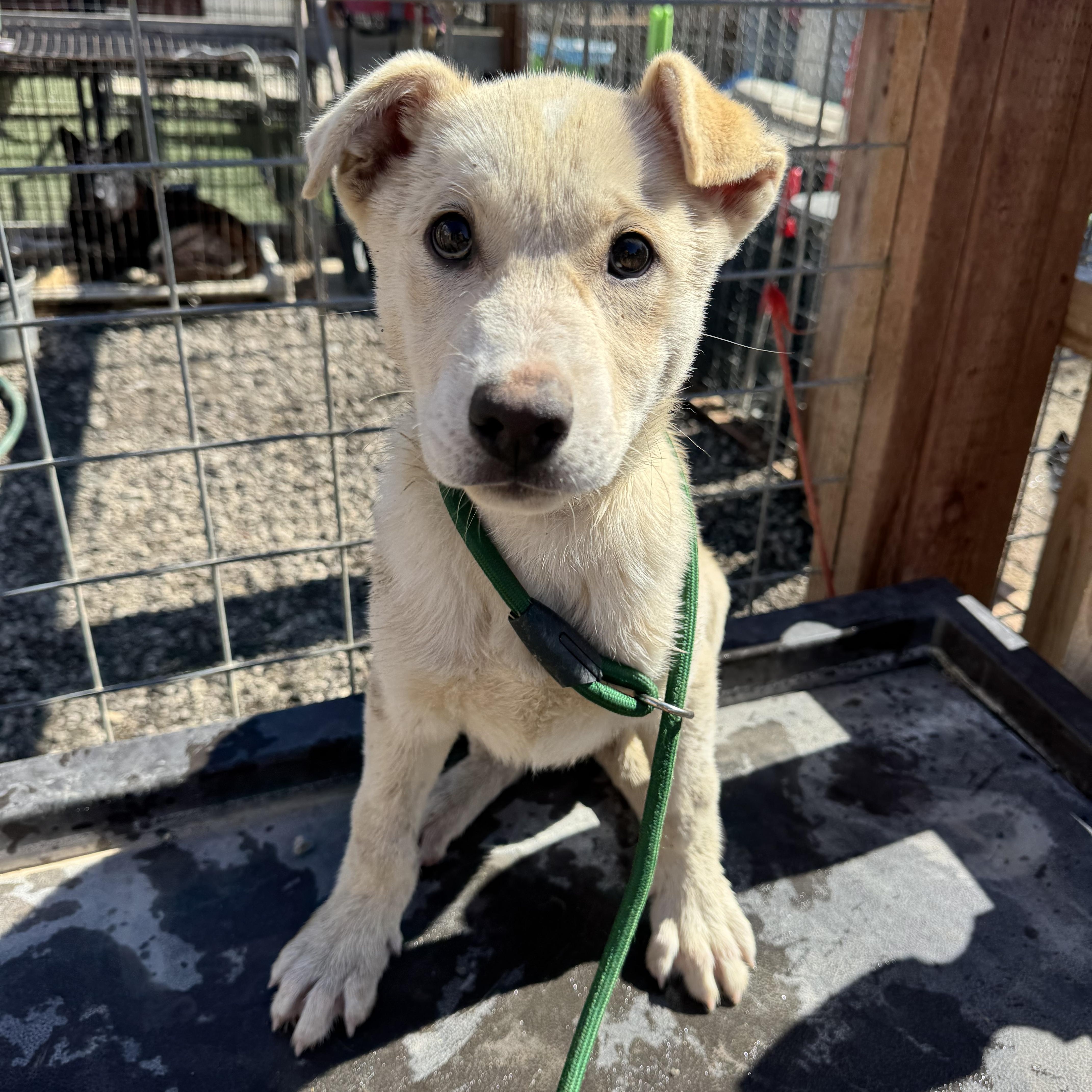 Lucas, ADOPTABLE, Puppy Male Husky & Pit Bull Terrier.