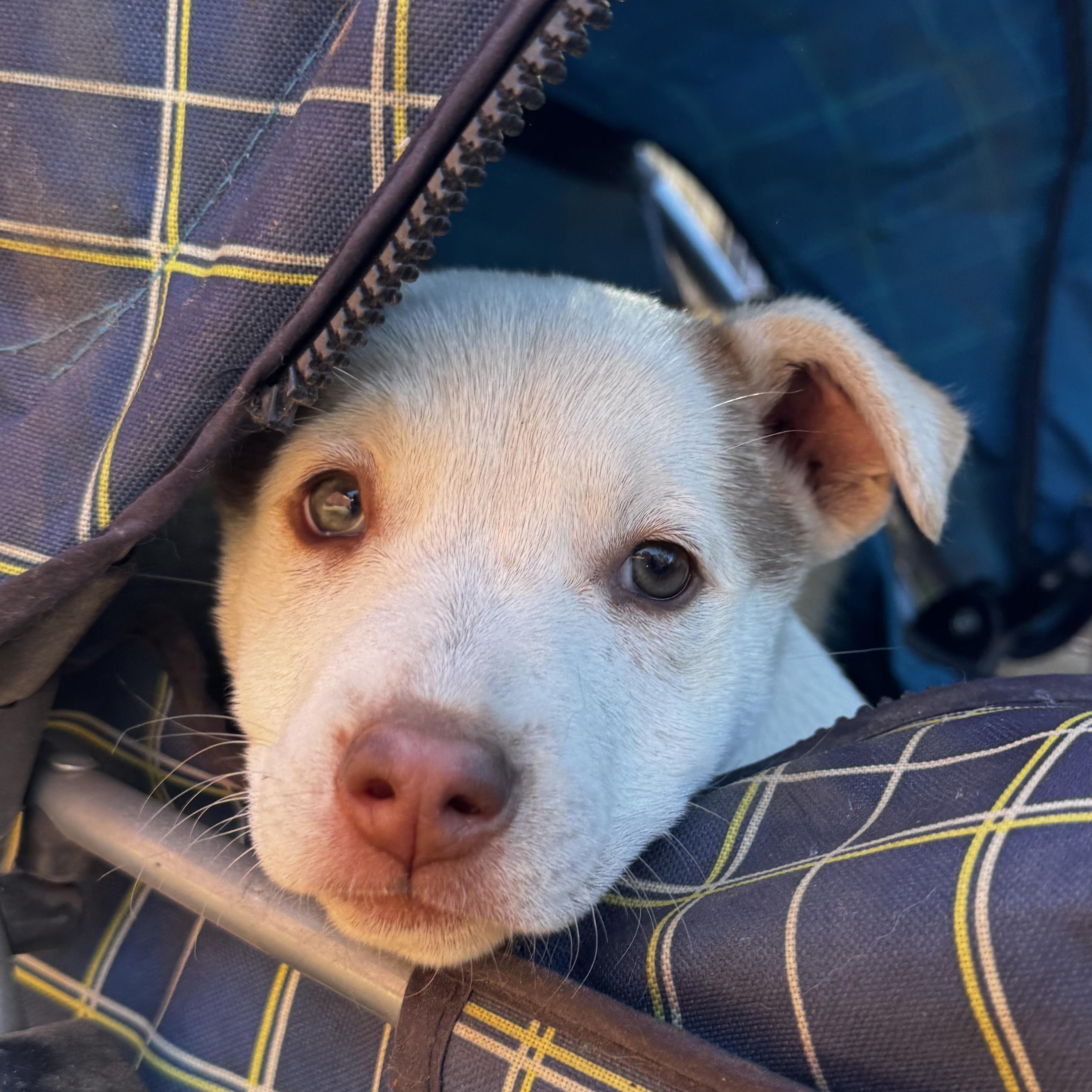 Enlarge Pit-Husky mix pups! , a ADOPTABLE mixed breed in Nipomo, CA image 2/5