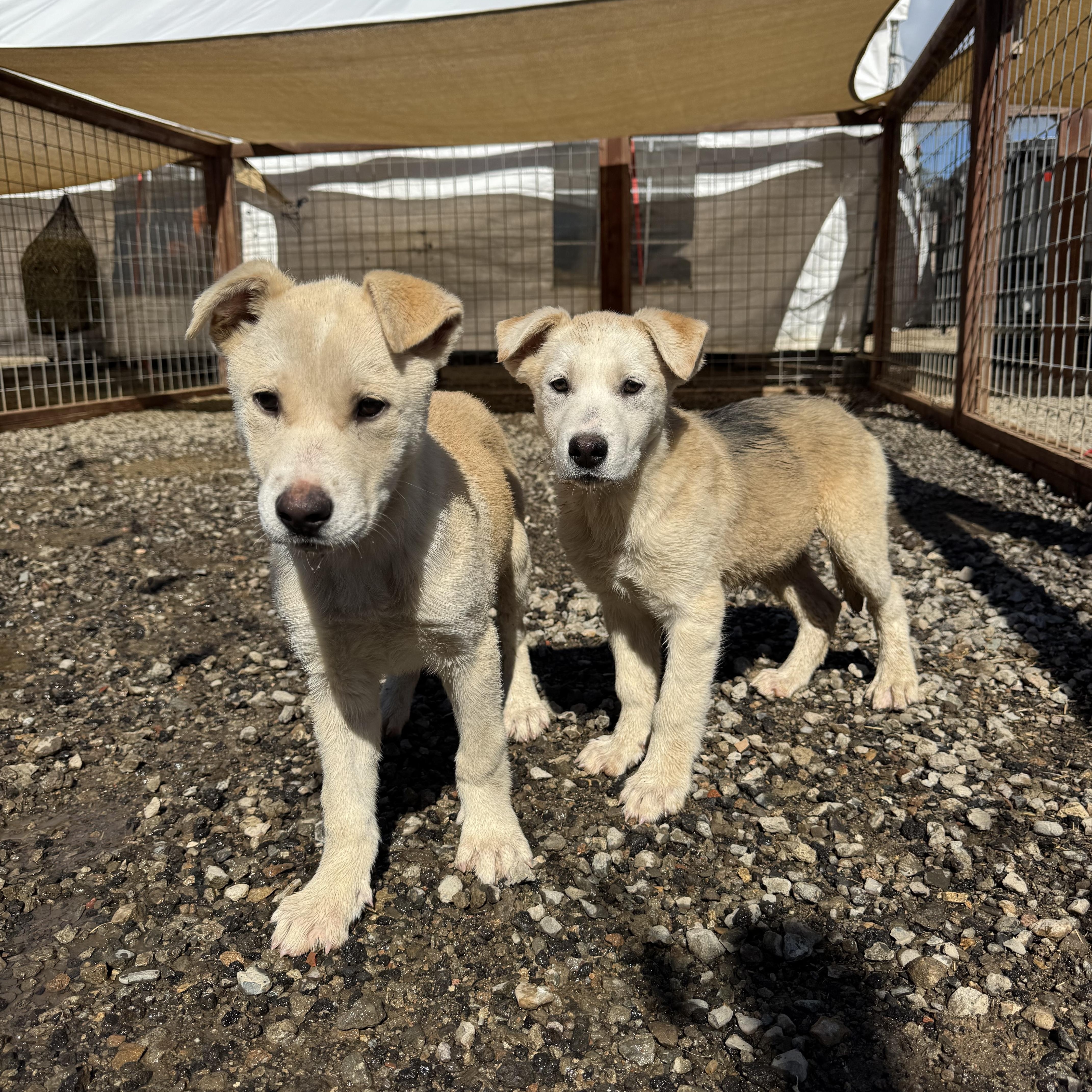Lucas, a ADOPTABLE mixed breed in Nipomo, CA image 3/4