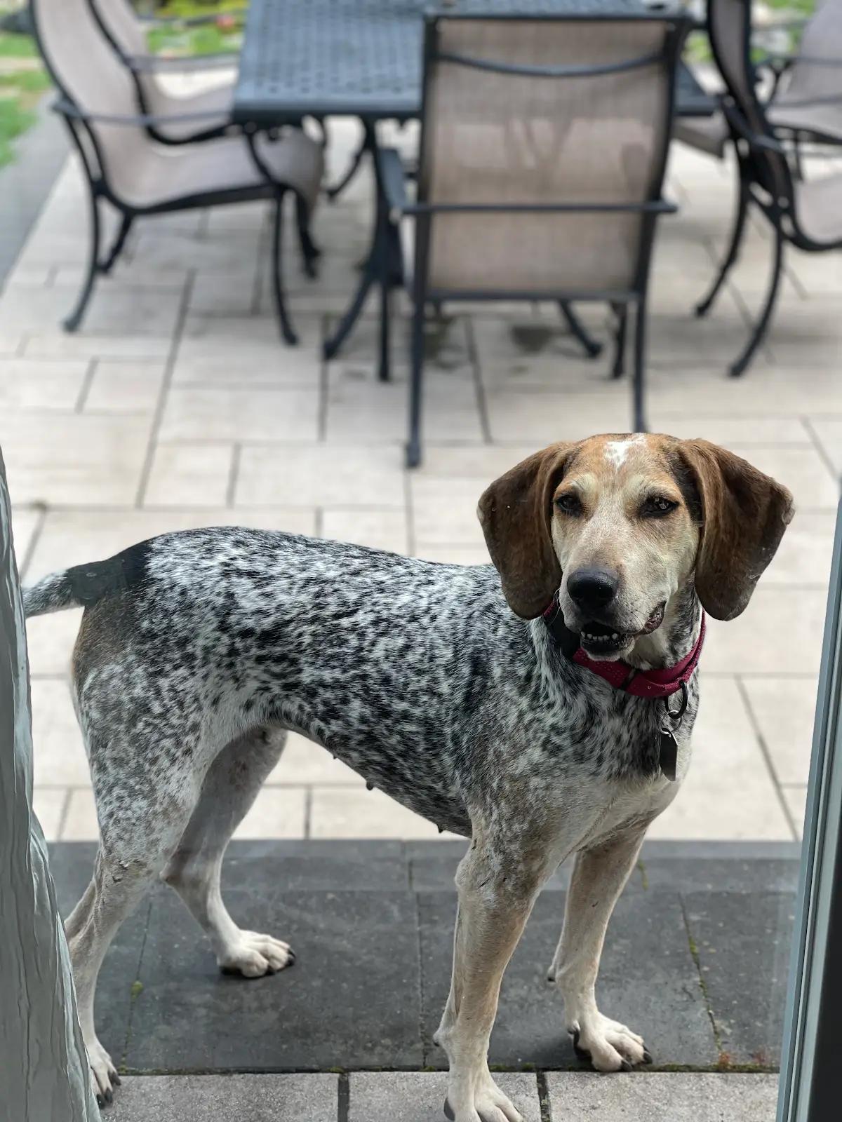 Enlarge Marlowe (NY), a ADOPTABLE English Coonhound in Williamsburg, VA image 5/5