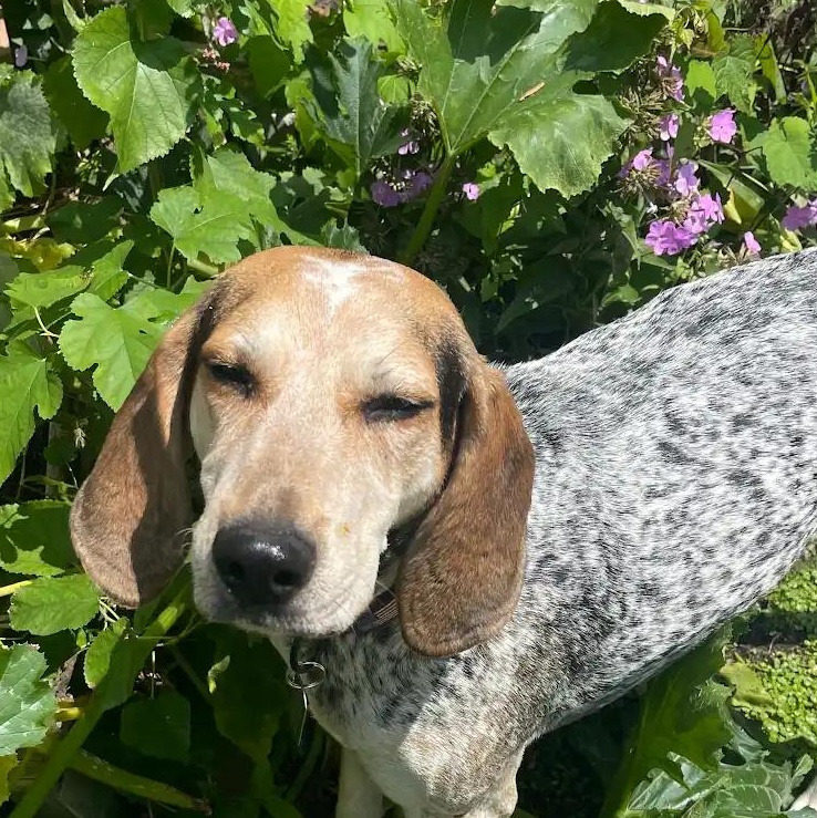 Enlarge Marlowe (NY), a ADOPTABLE English Coonhound in Williamsburg, VA image 1/5