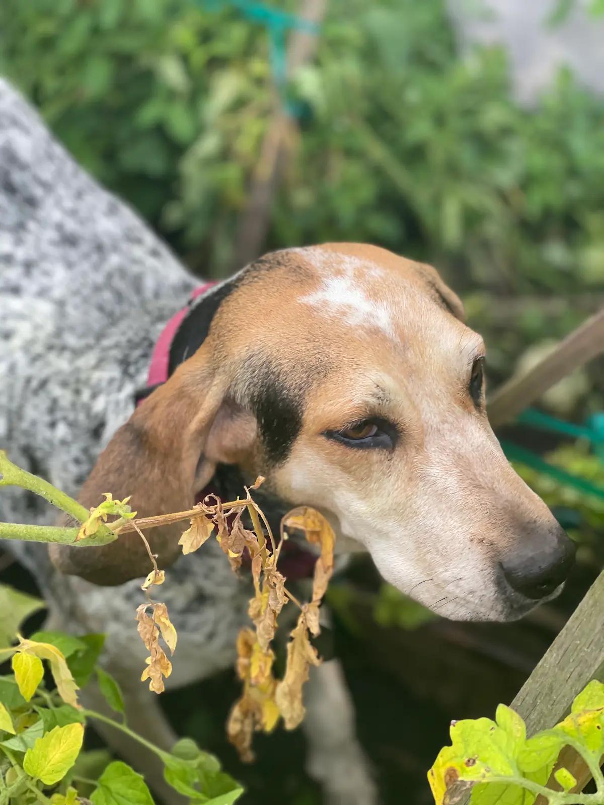 Enlarge Marlowe (NY), a ADOPTABLE English Coonhound in Williamsburg, VA image 2/5