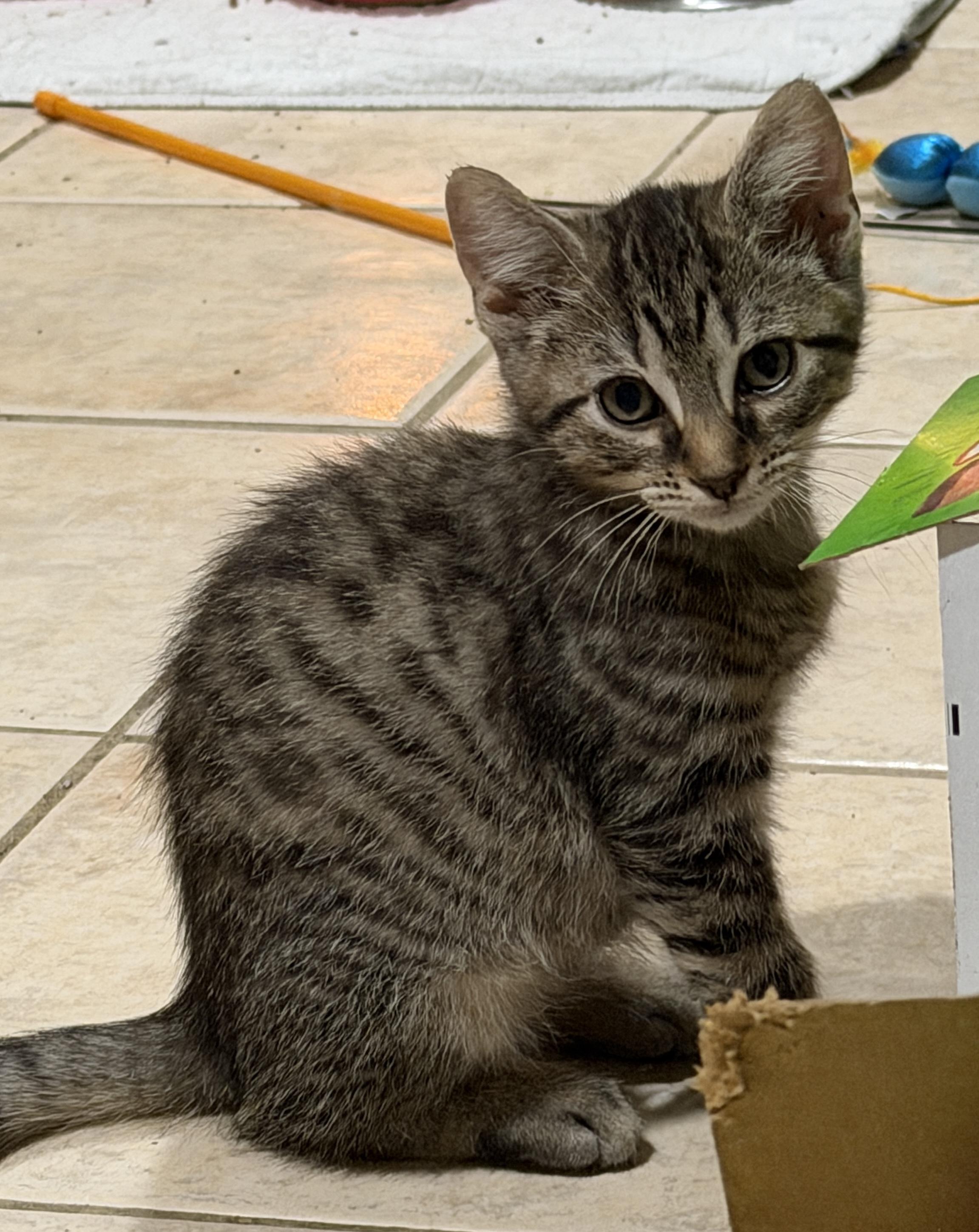 Enlarge Bruno, a Adoptable Domestic Short Hair in East Hanover, NJ image 3/3
