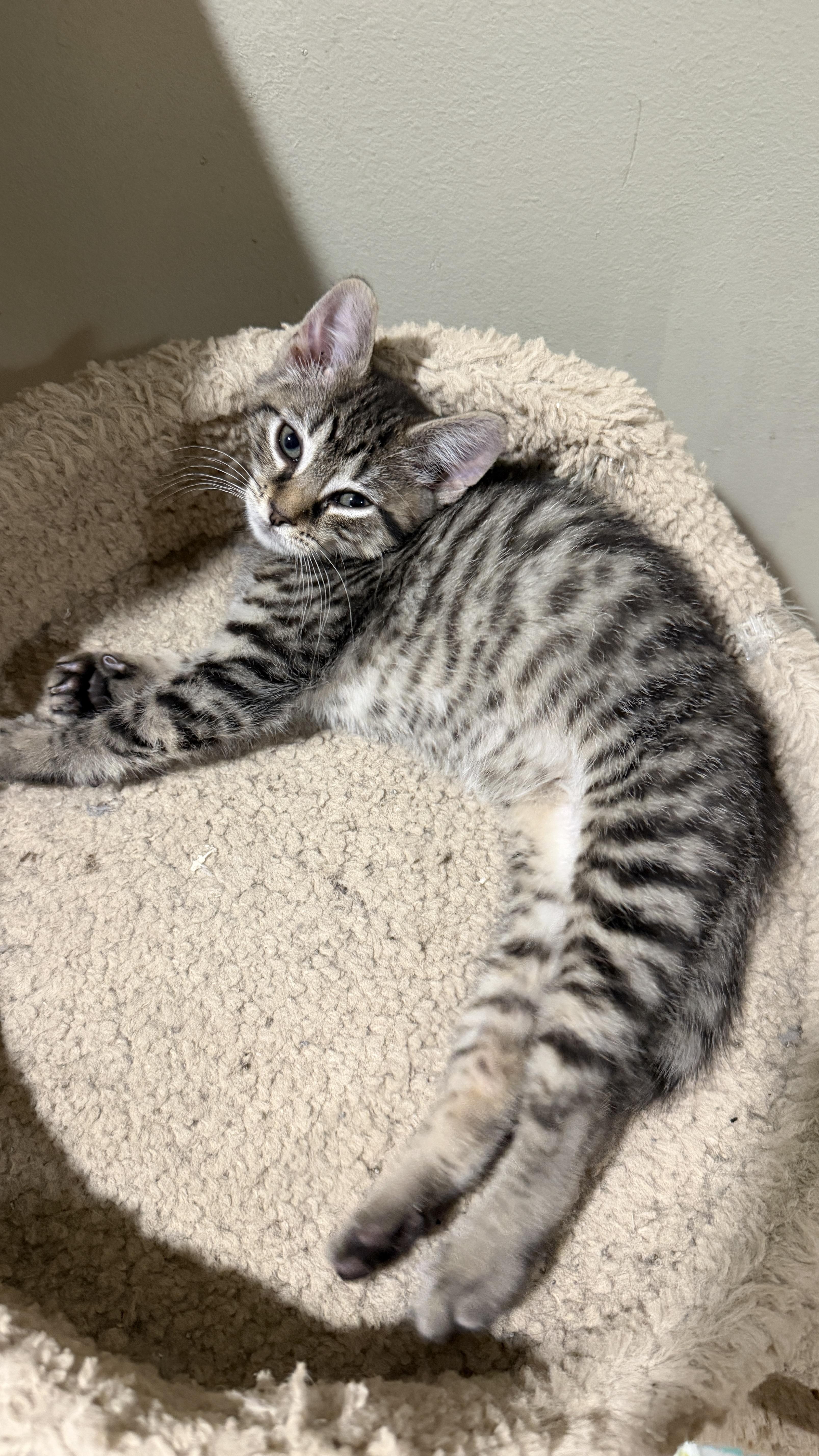 Enlarge Bruno, a Adoptable Domestic Short Hair in East Hanover, NJ image 2/3
